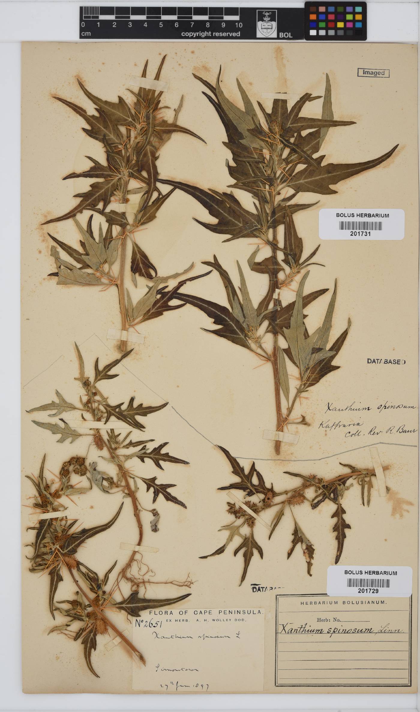 Xanthium image