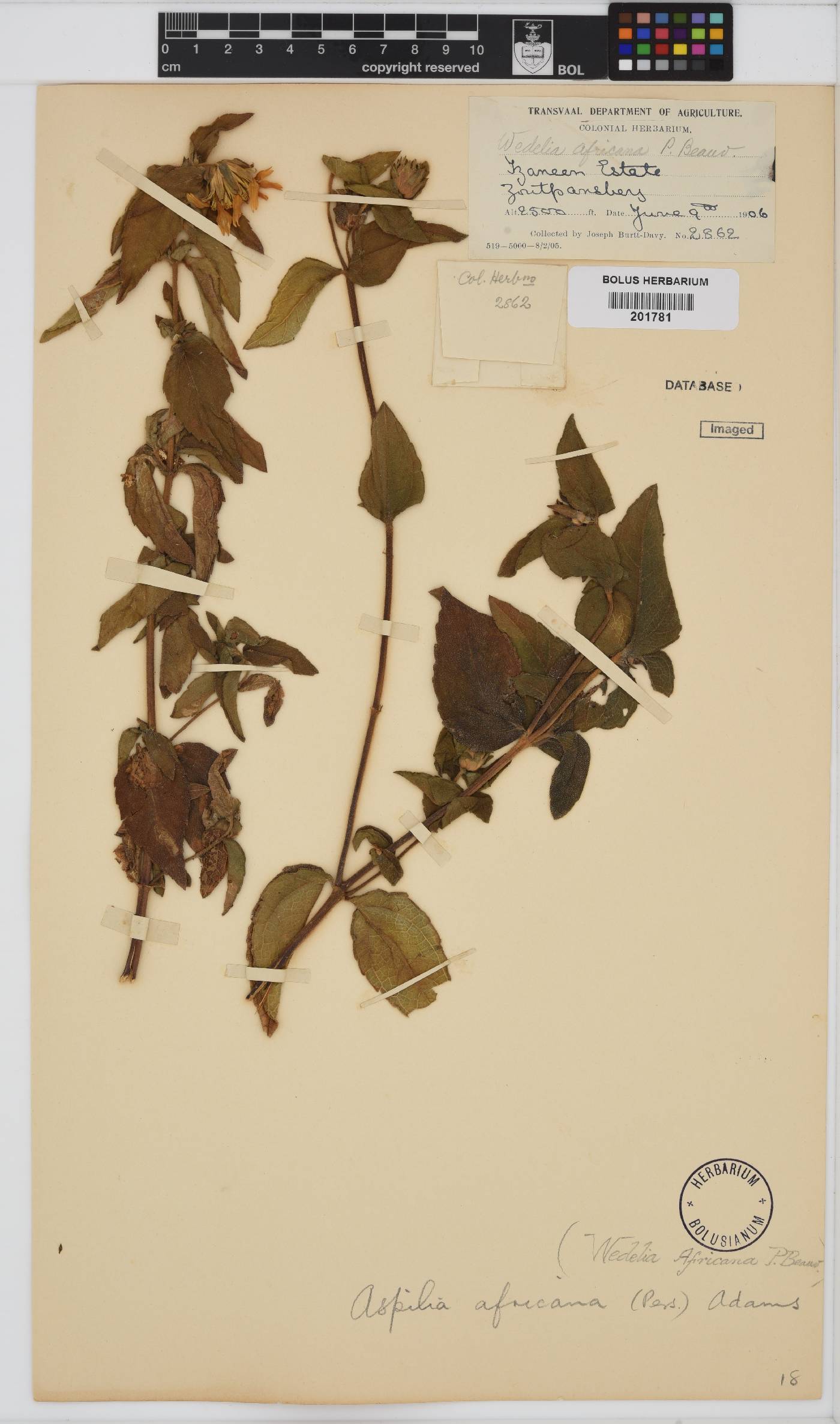 Aspilia africana image