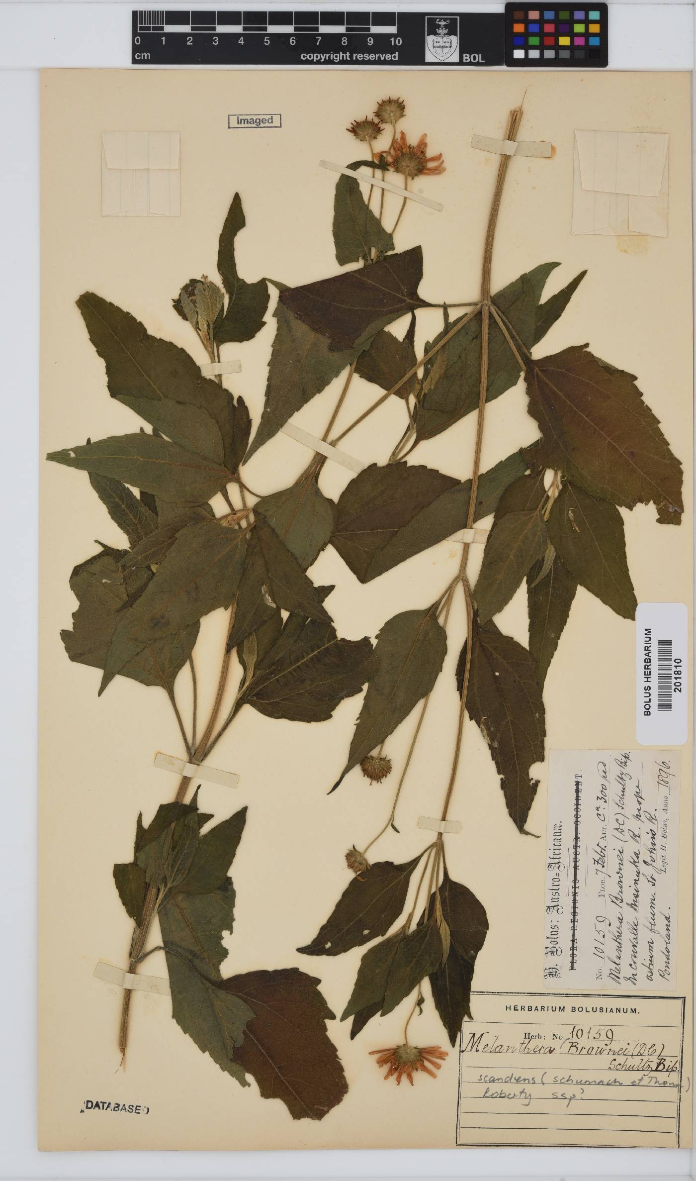 Melanthera image