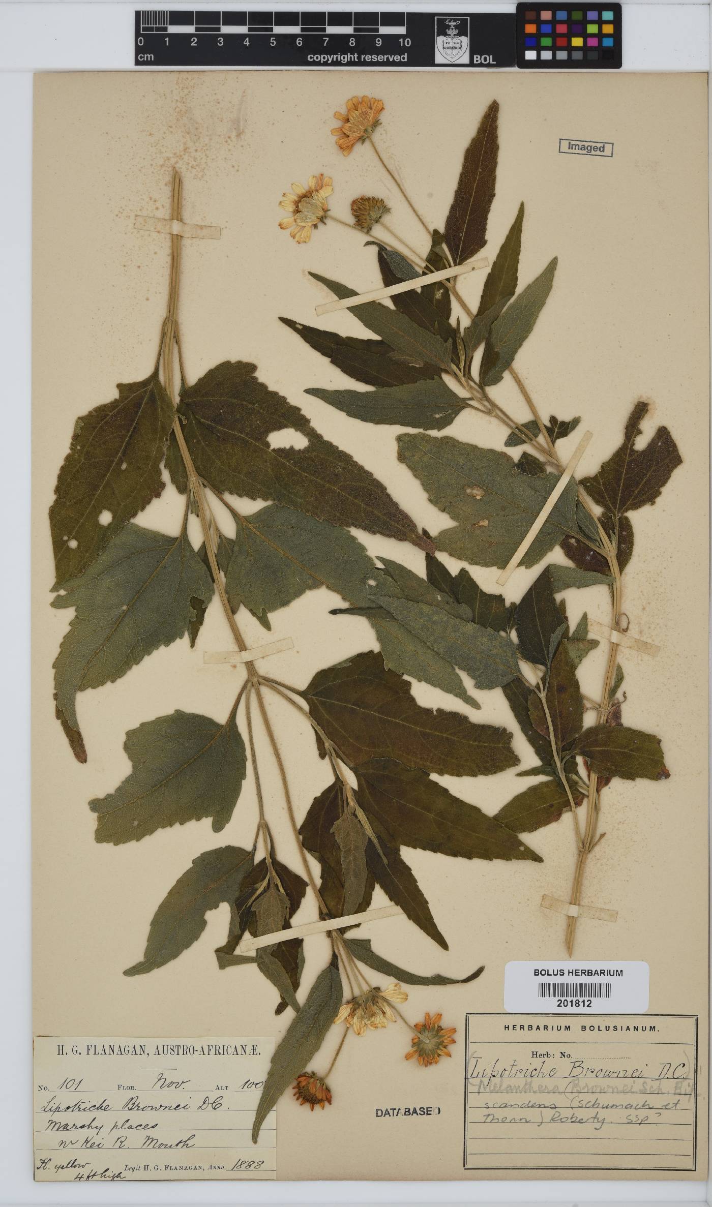 Melanthera scandens image