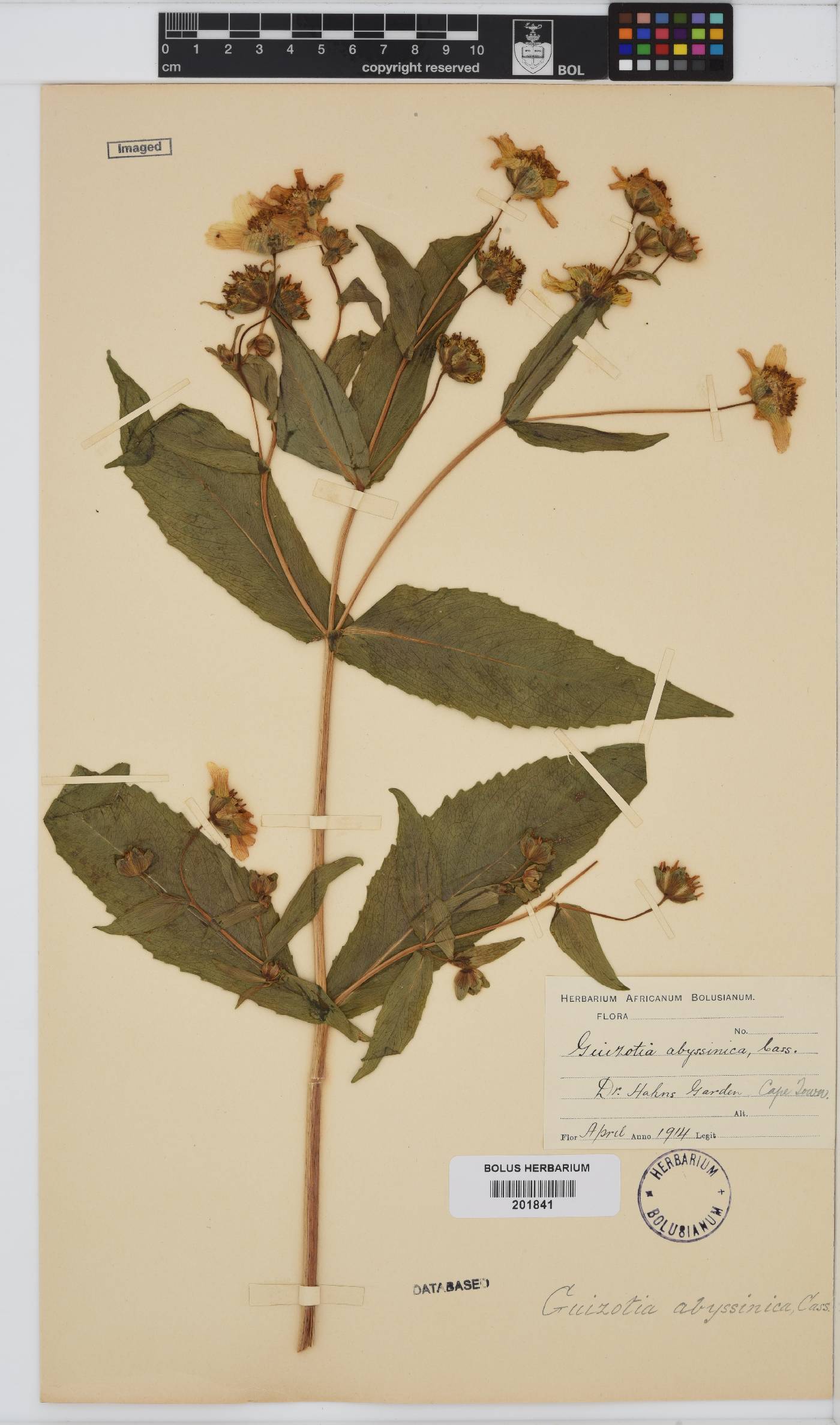 Guizotia abyssinica image