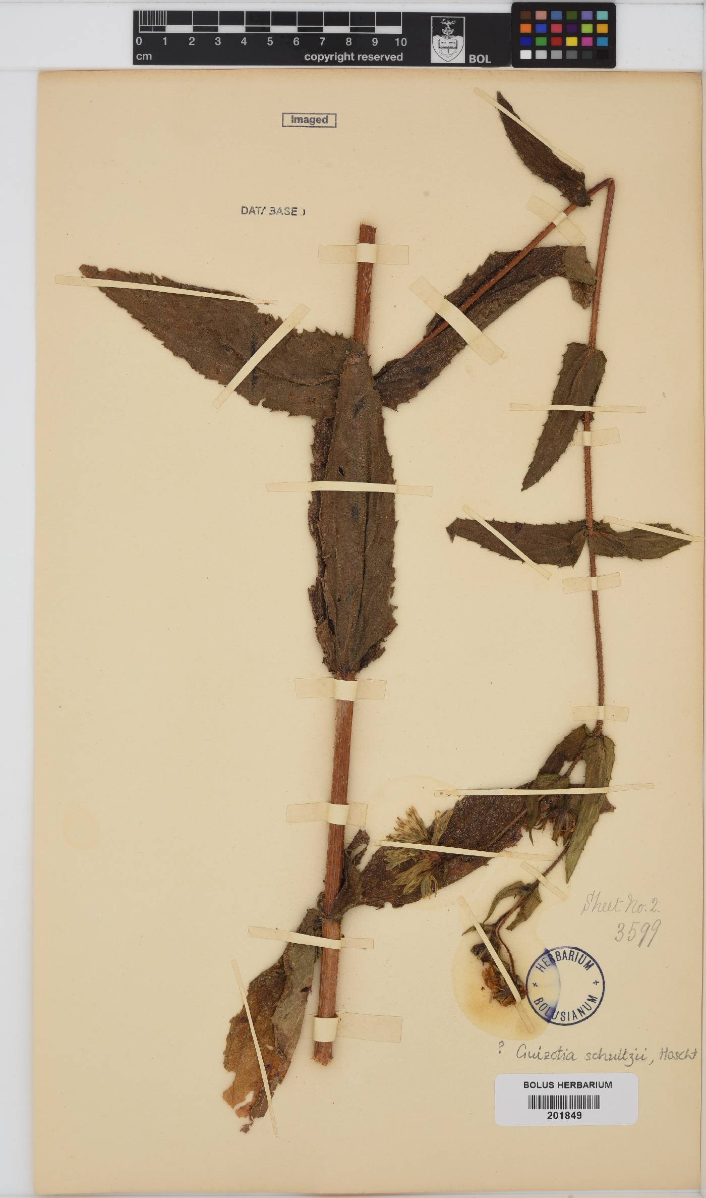 Guizotia scabra image