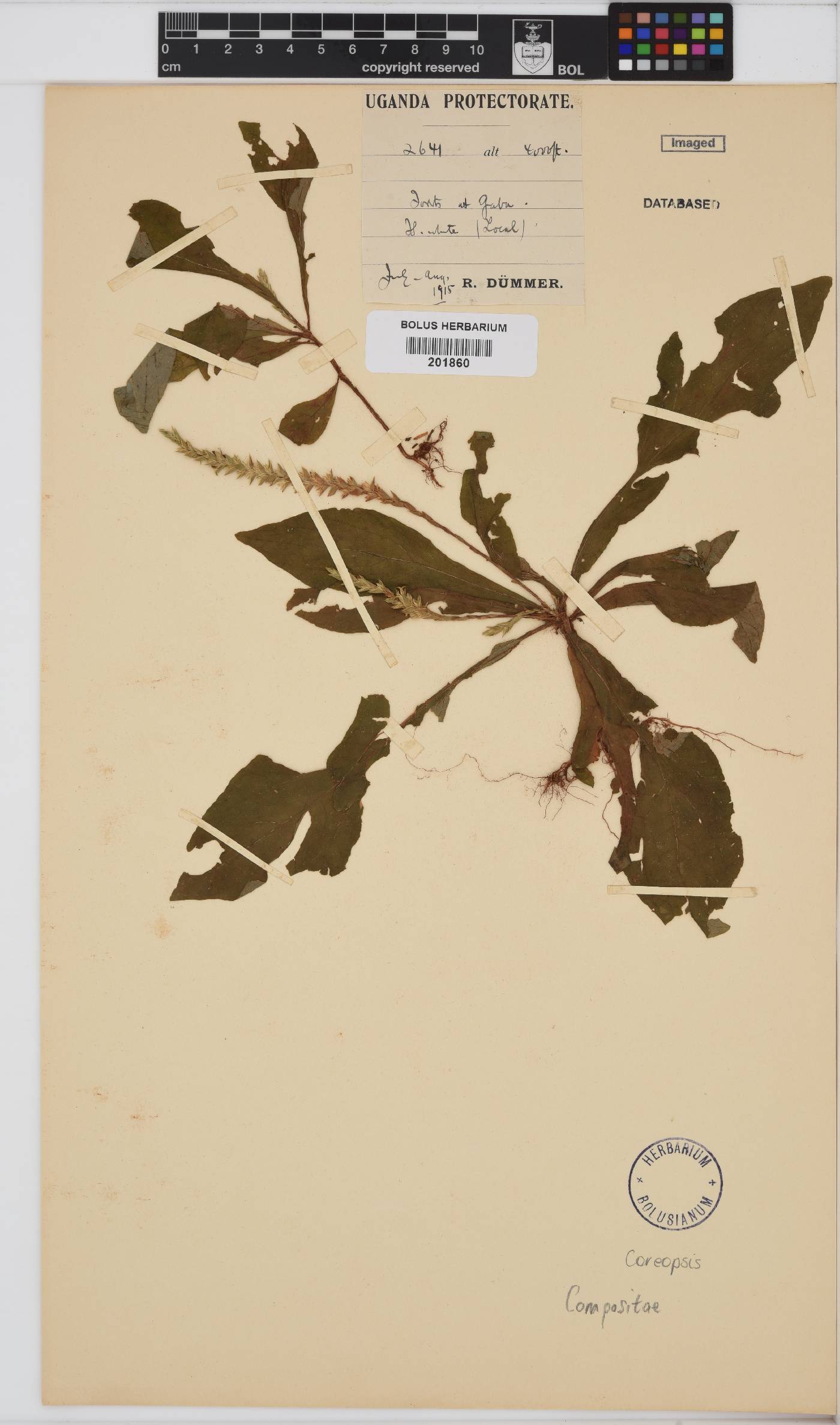 Coreopsis image