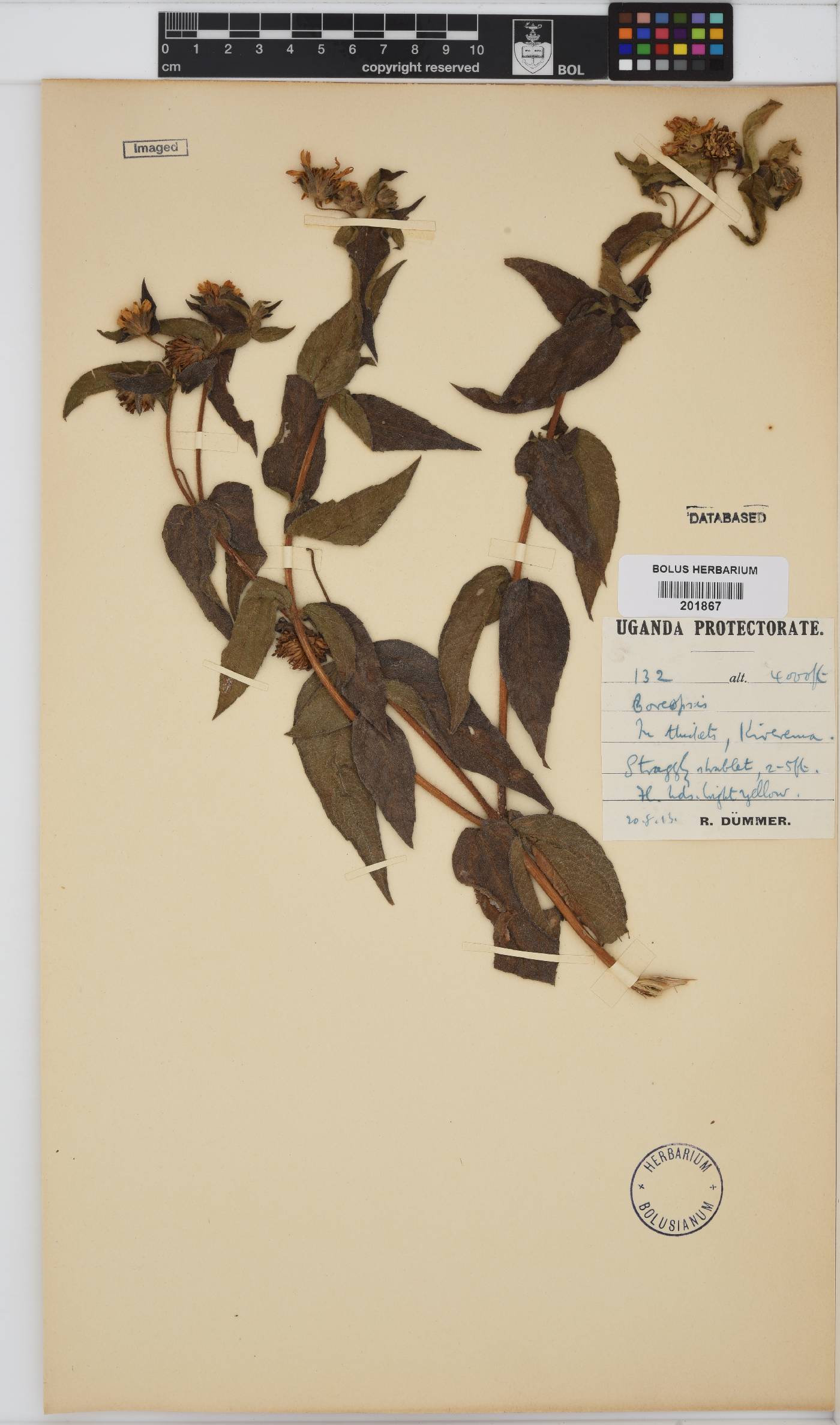 Coreopsis image