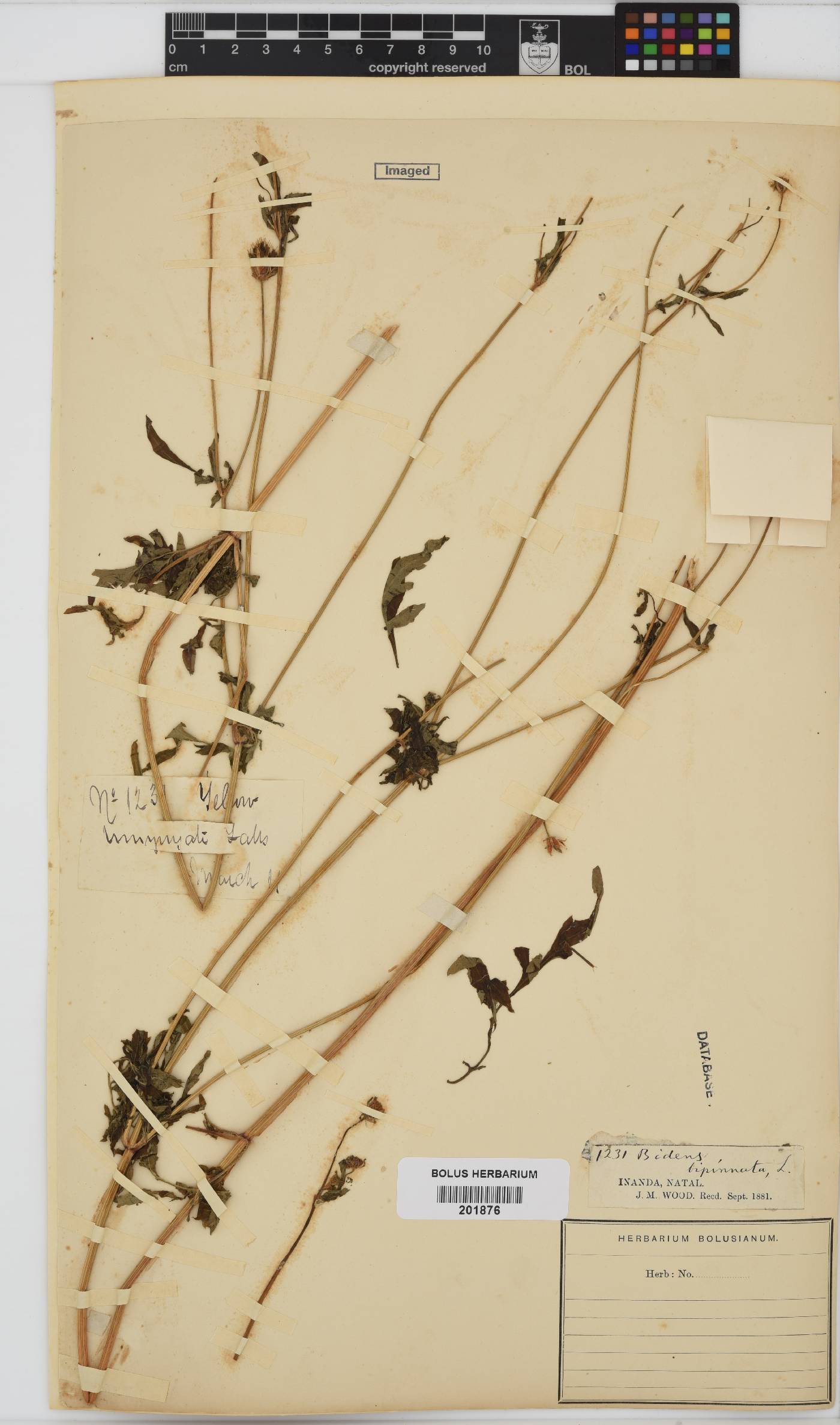 Bidens bipinnata image