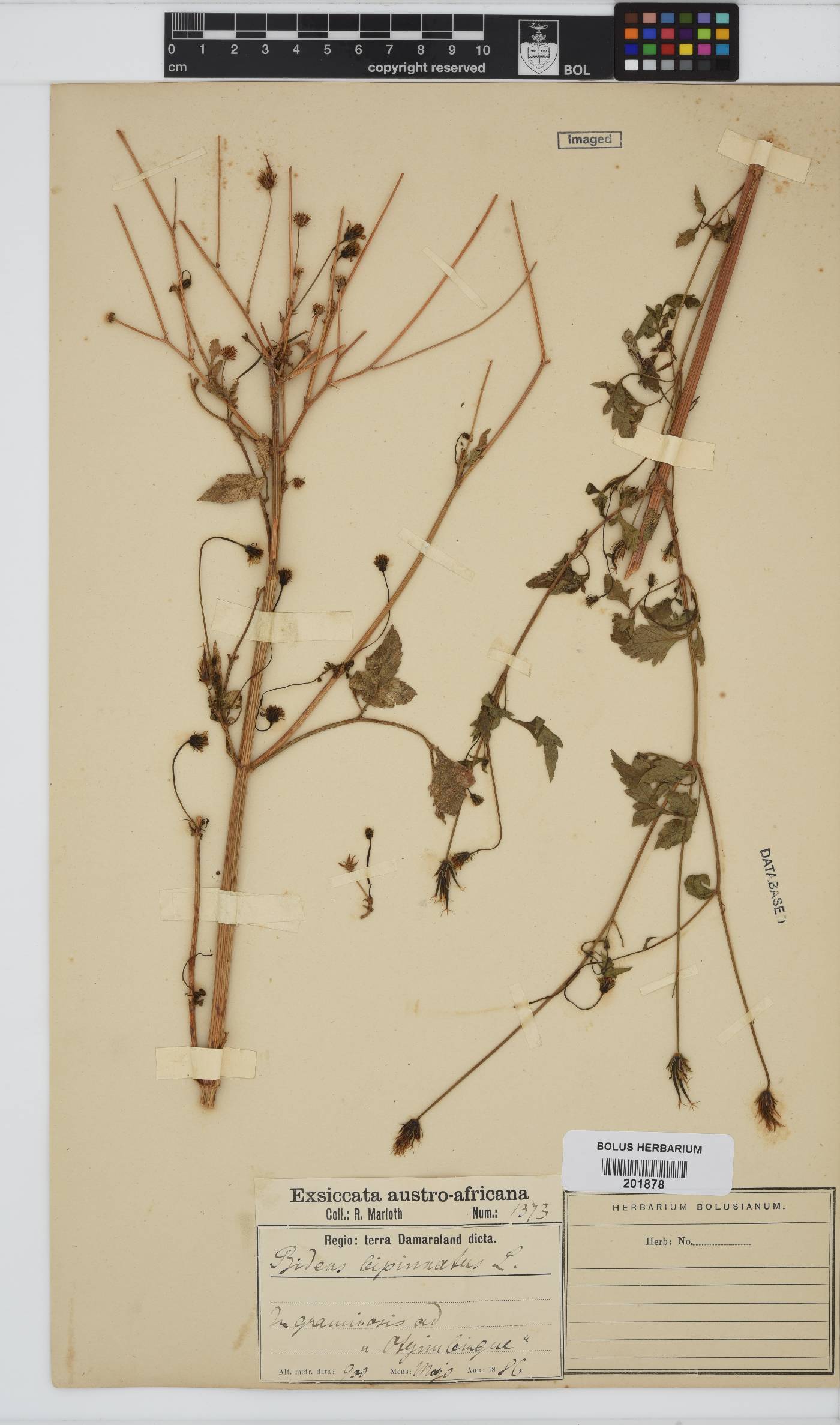 Bidens bipinnata image