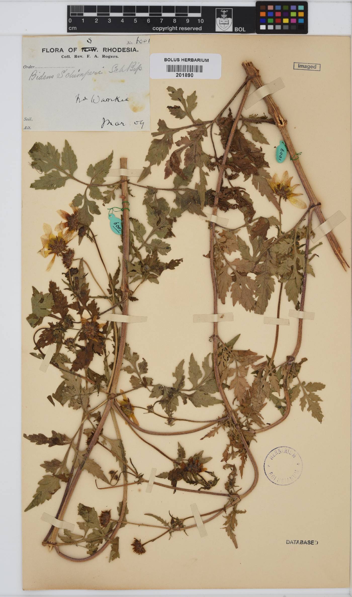 Bidens schimperi image