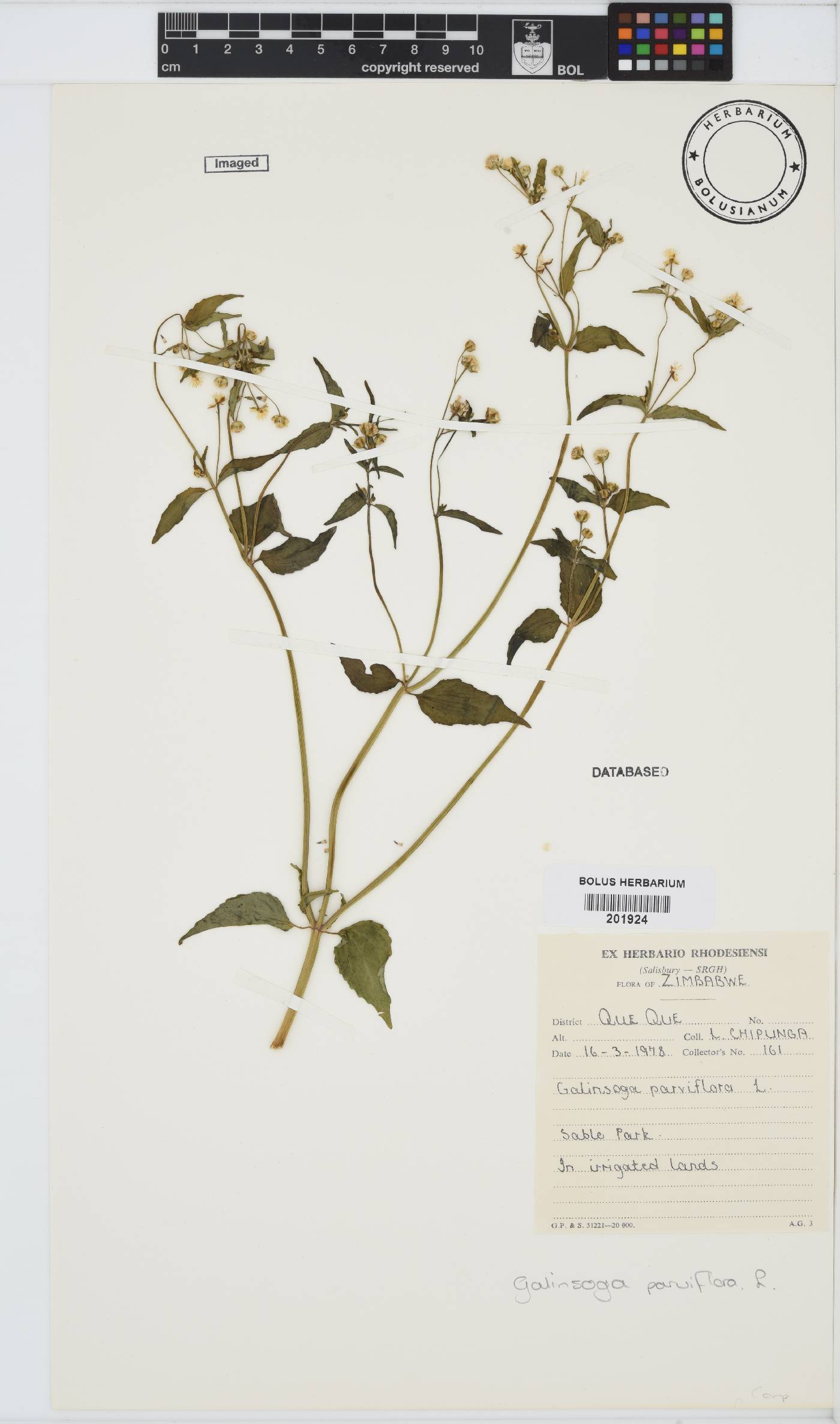 Galinsoga parviflora image