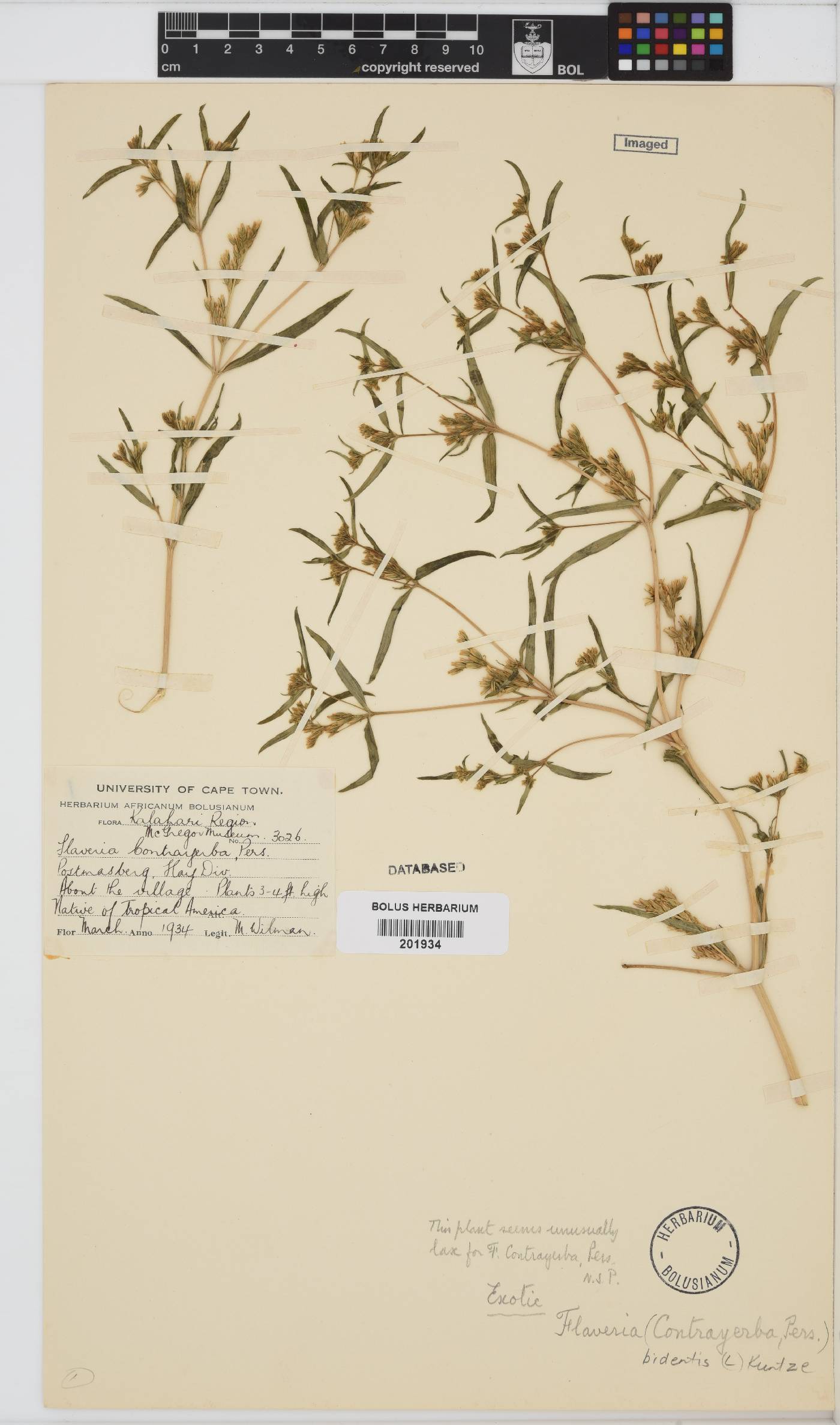 Flaveria bidentis image