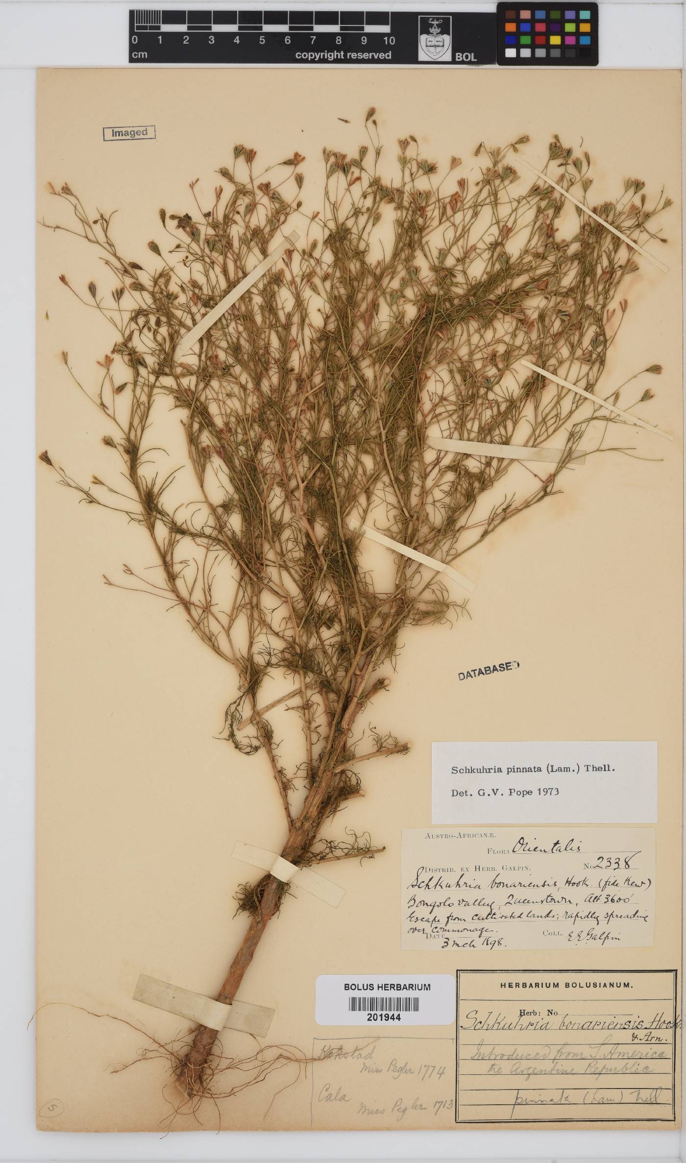 Schkuhria pinnata image