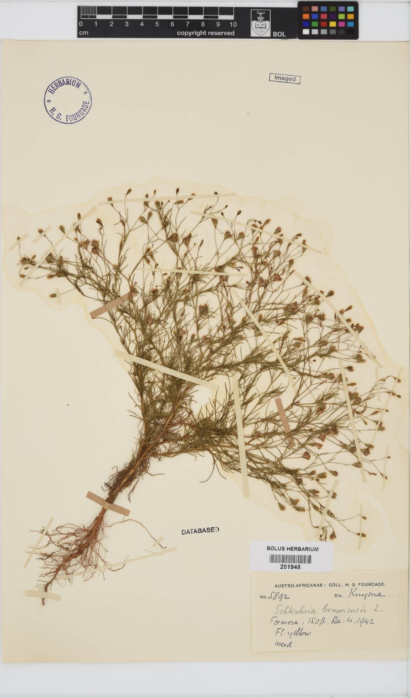 Schkuhria pinnata image