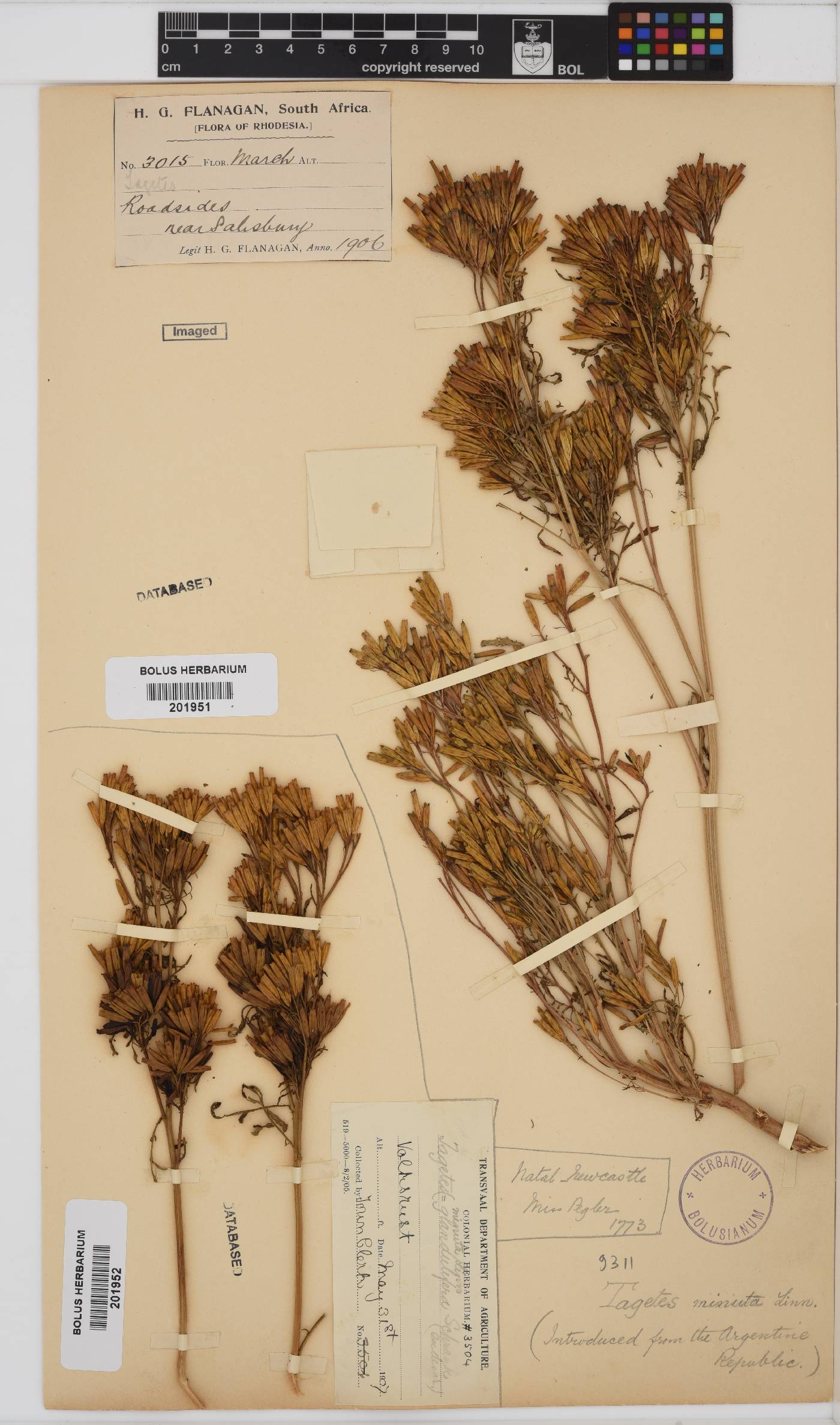 Tagetes image