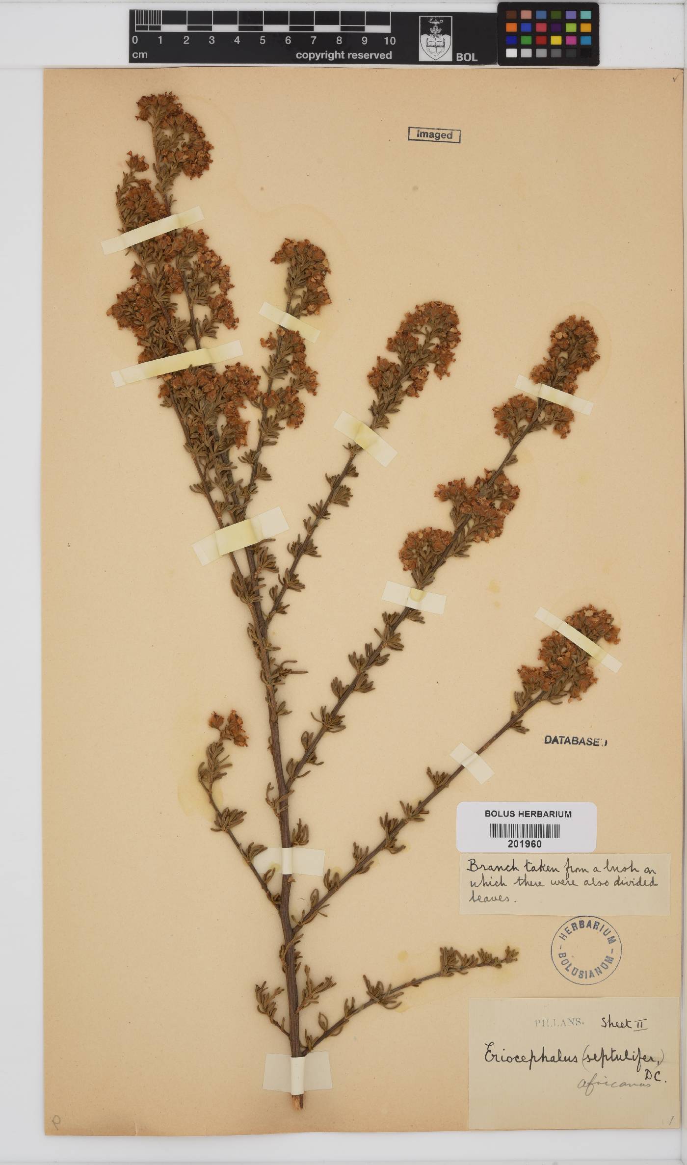Eriocephalus africanus image
