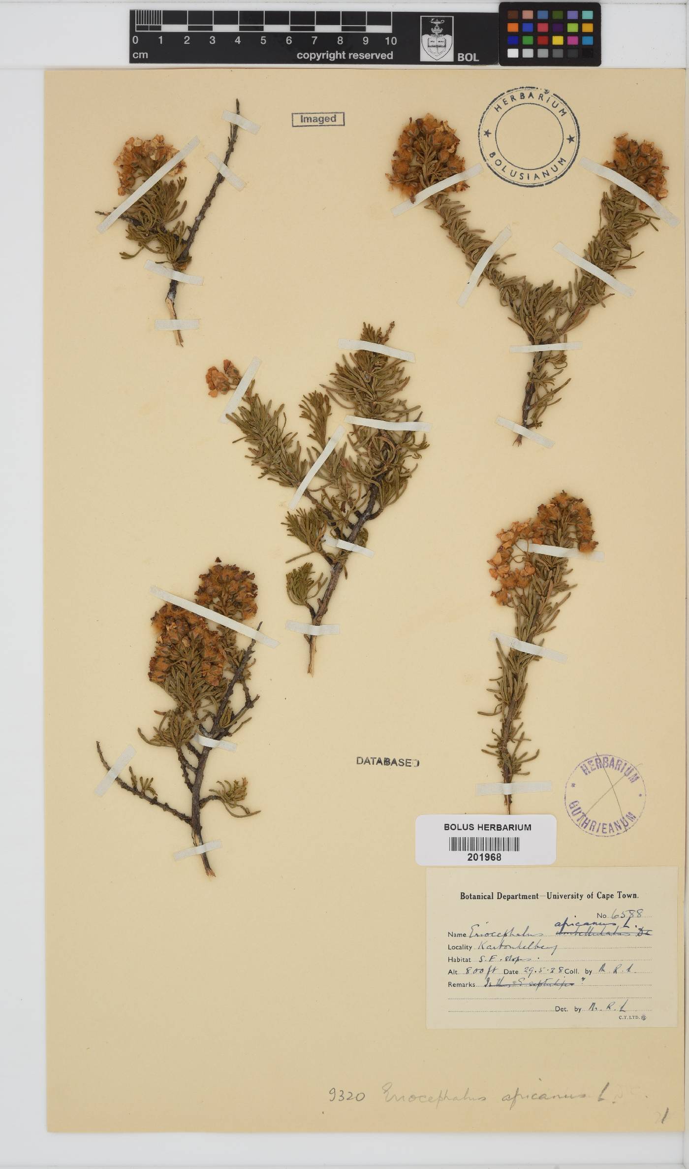 Eriocephalus africanus image