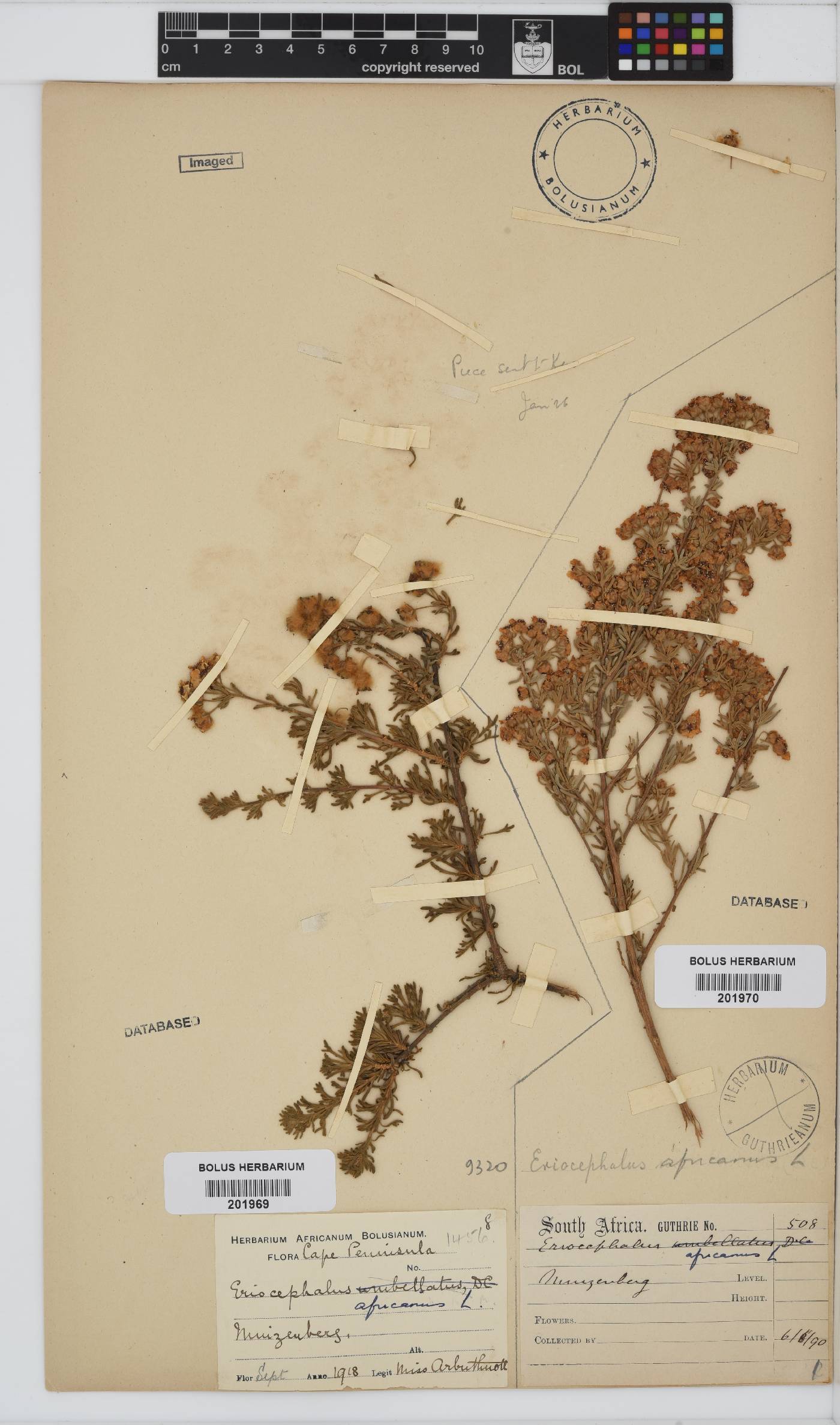 Eriocephalus africanus image