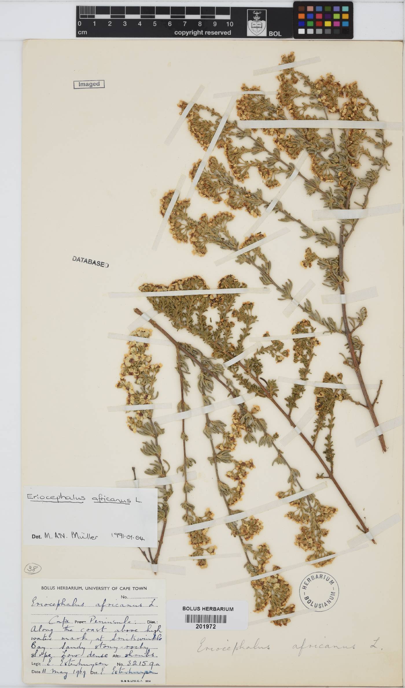 Eriocephalus africanus image