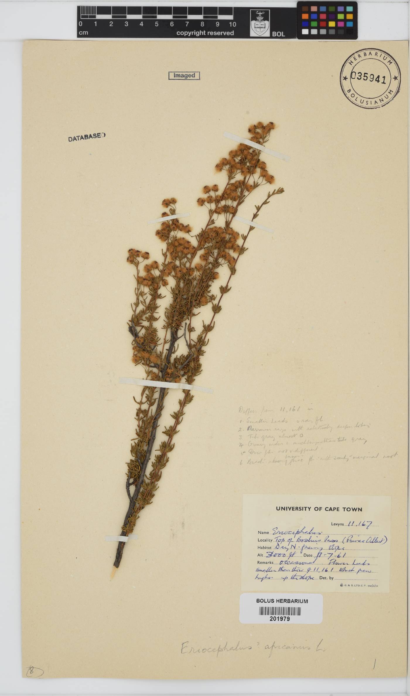 Eriocephalus africanus image