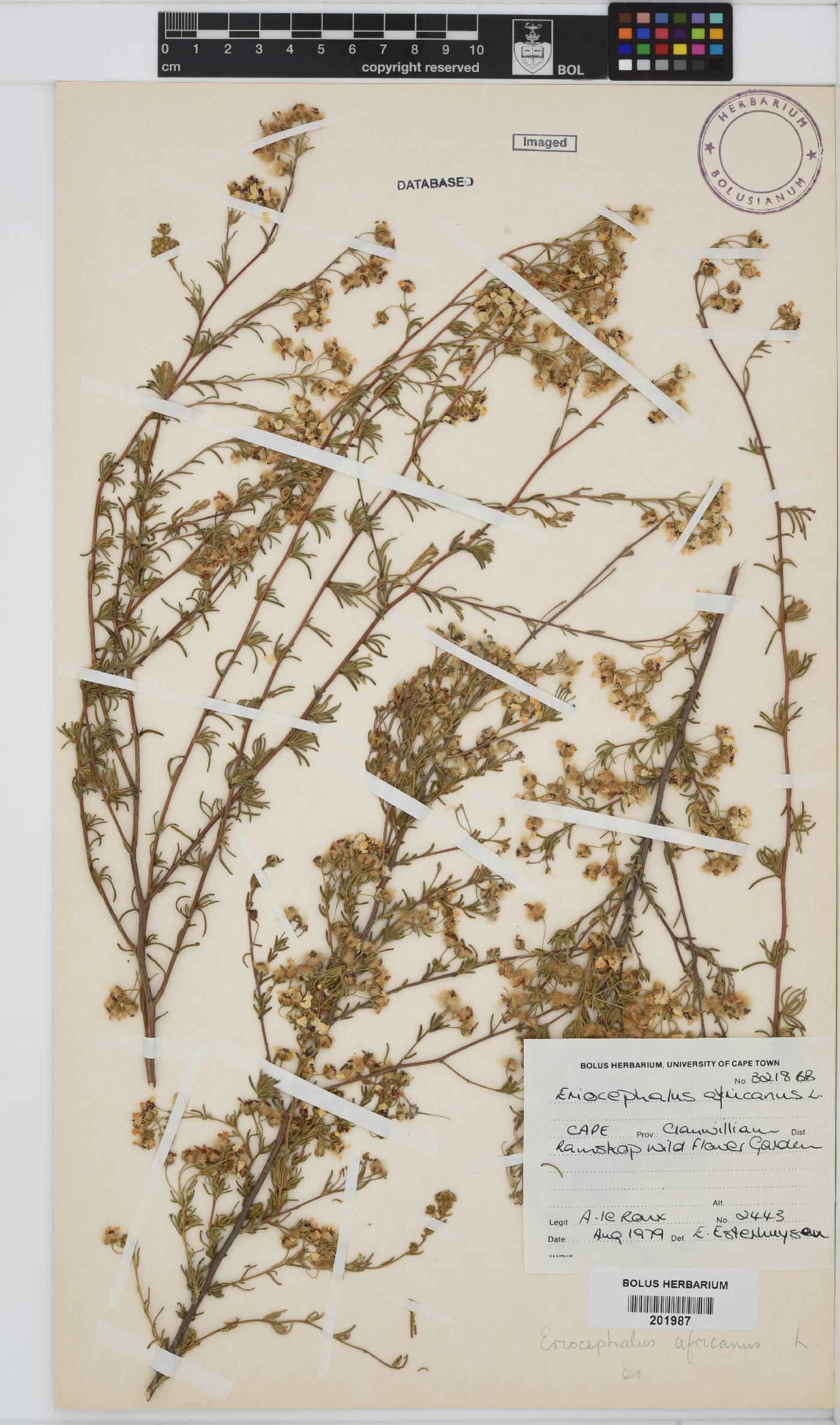 Eriocephalus africanus image