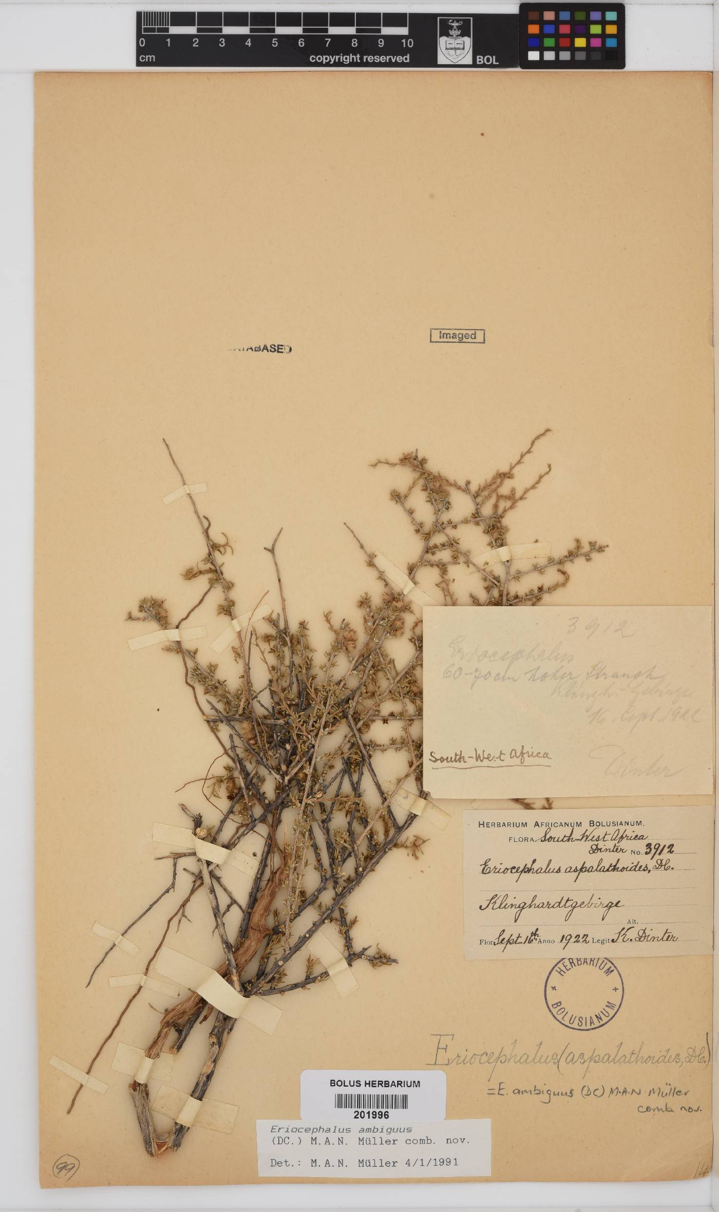 Eriocephalus ambiguus image