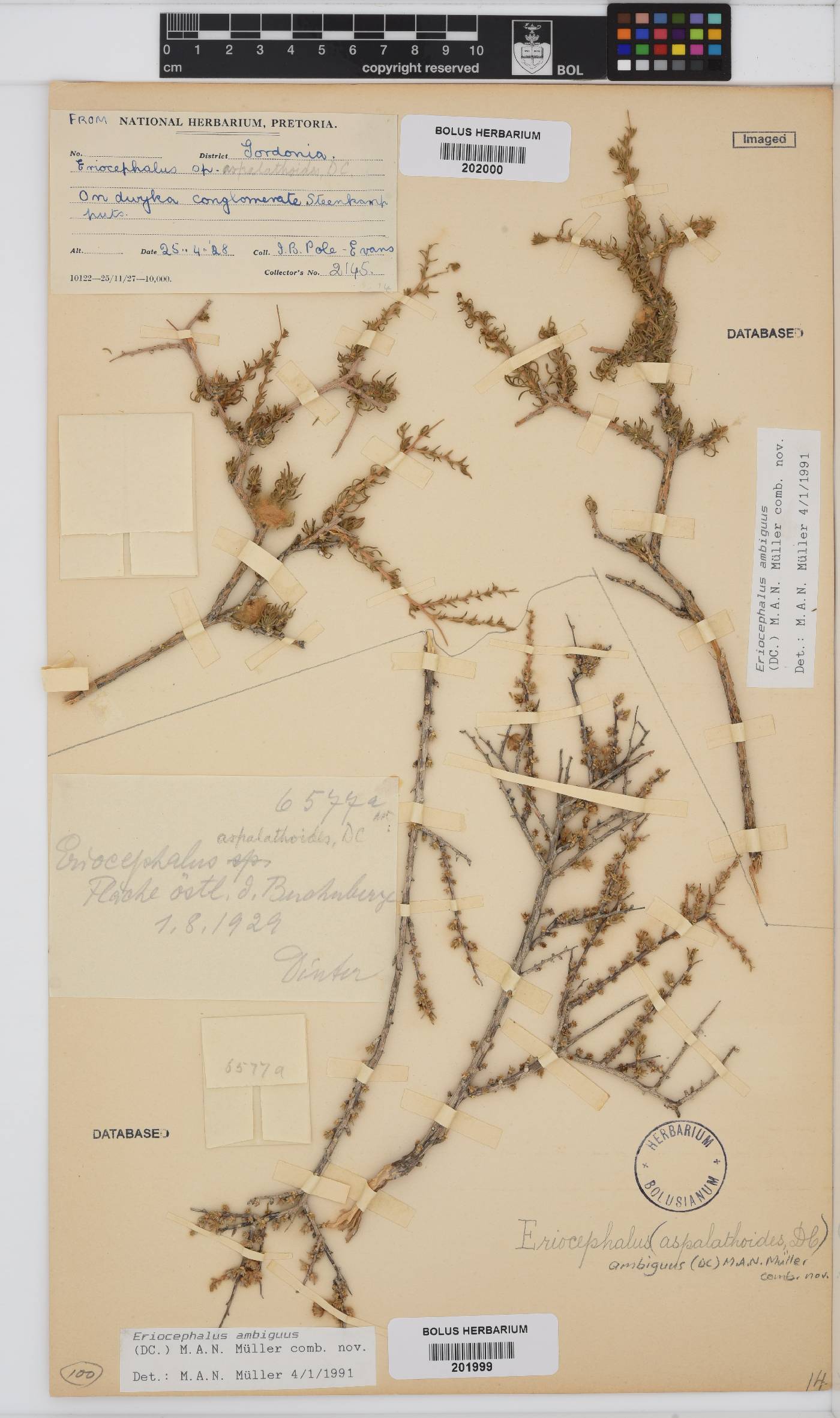 Eriocephalus ambiguus image