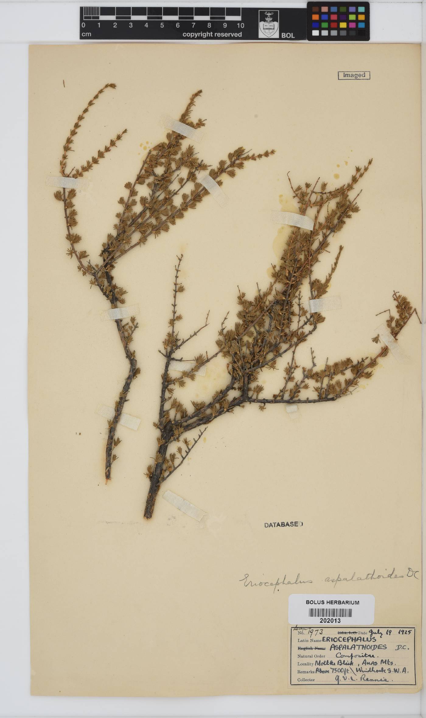 Eriocephalus decussatus image