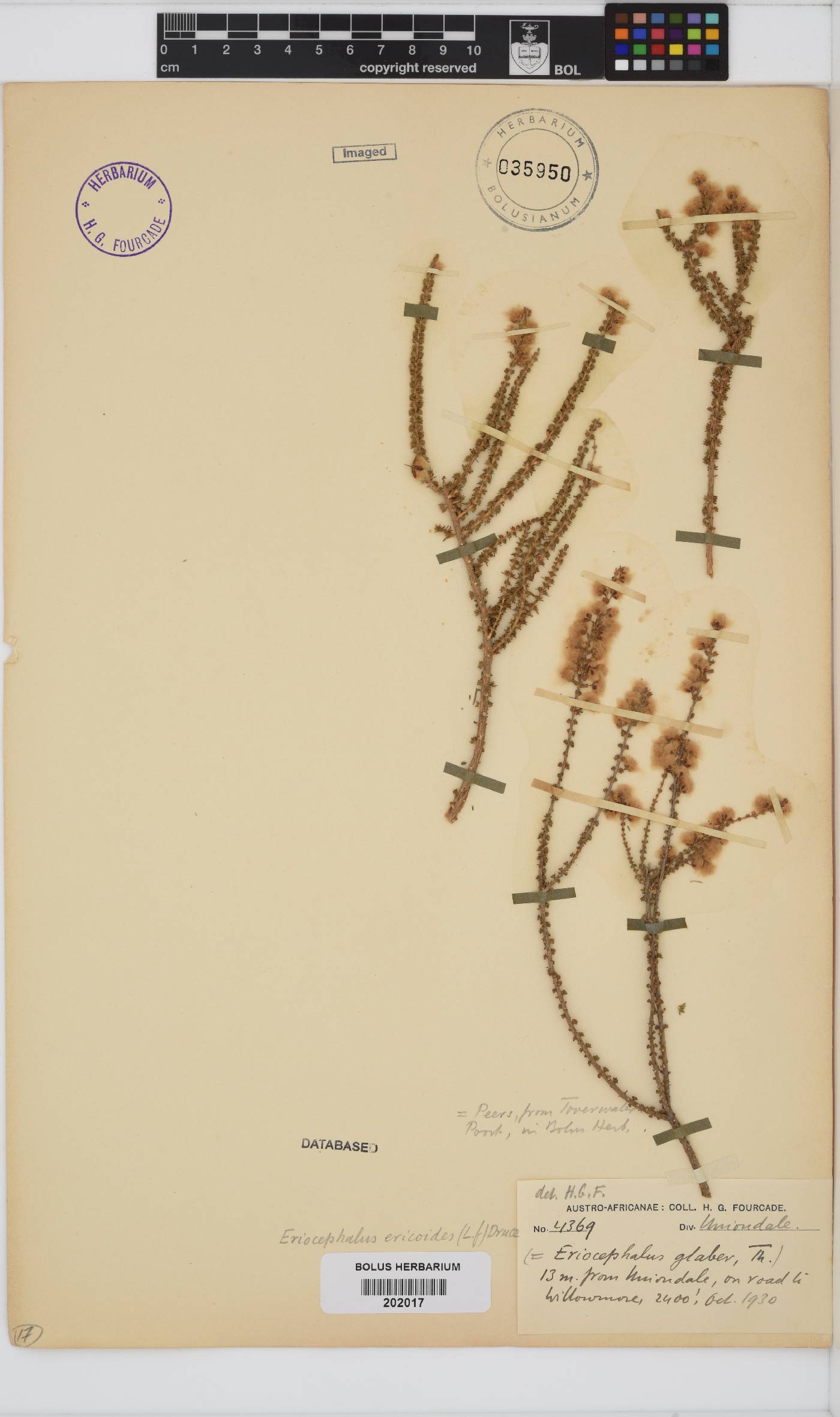 Eriocephalus image