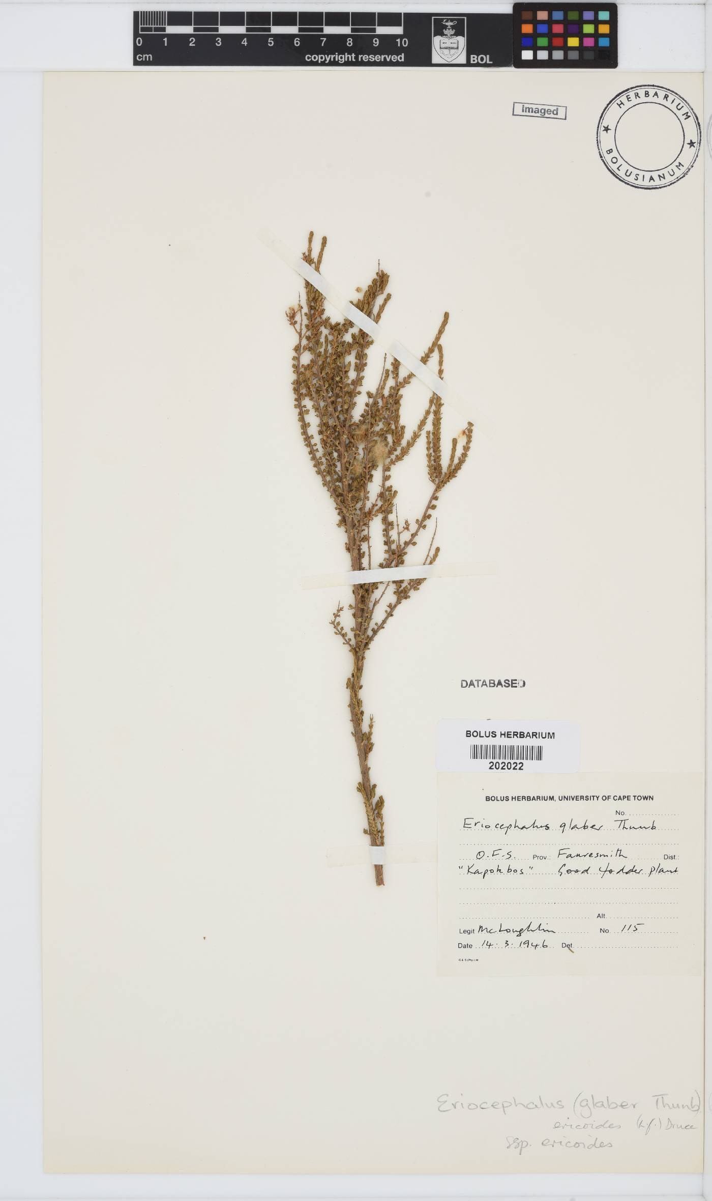 Eriocephalus ericoides subsp. ericoides image