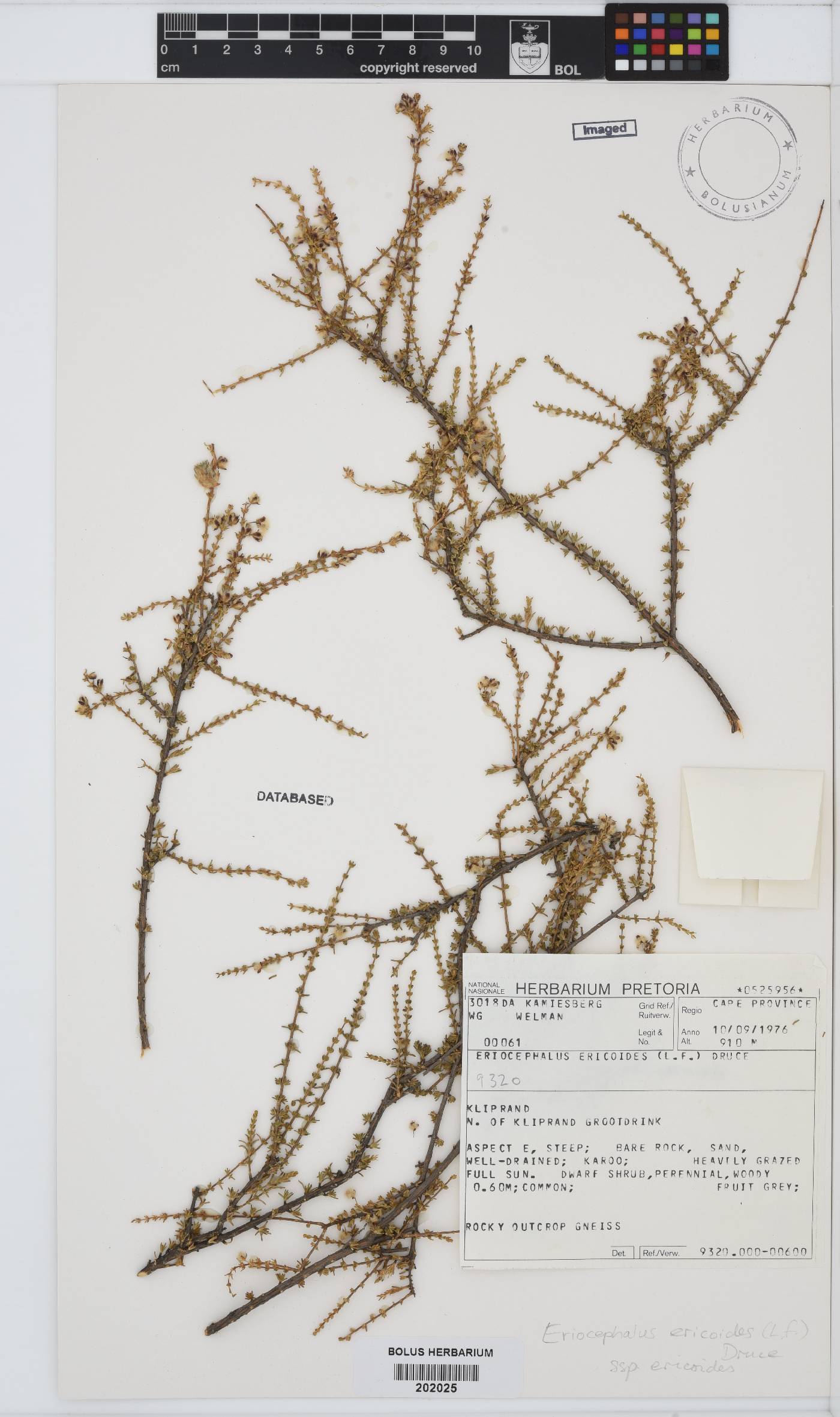 Eriocephalus ericoides subsp. ericoides image