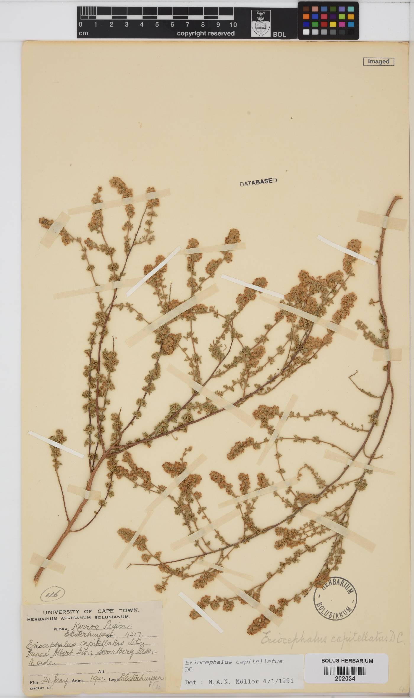 Eriocephalus capitellatus image