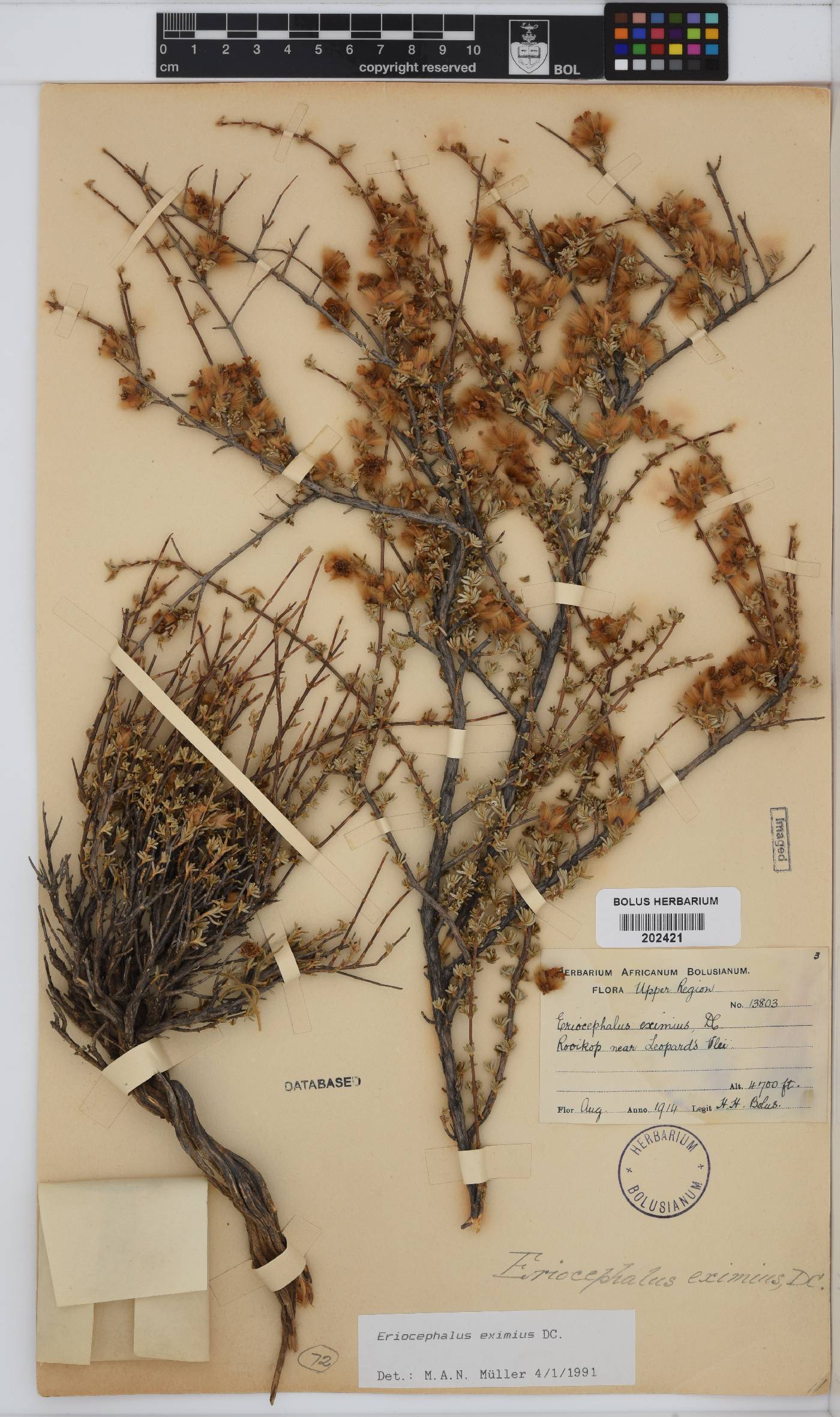 Eriocephalus eximius image
