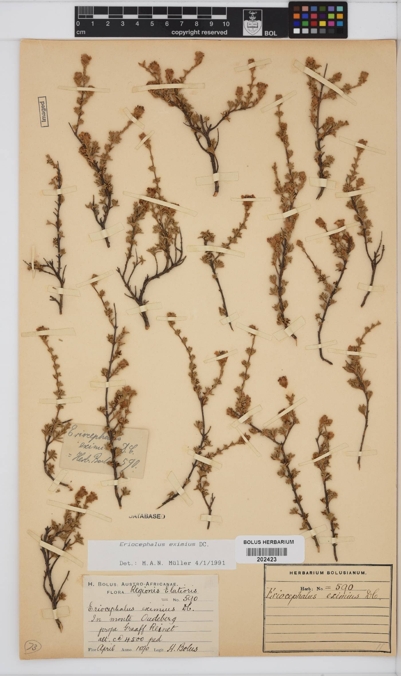 Eriocephalus eximius image