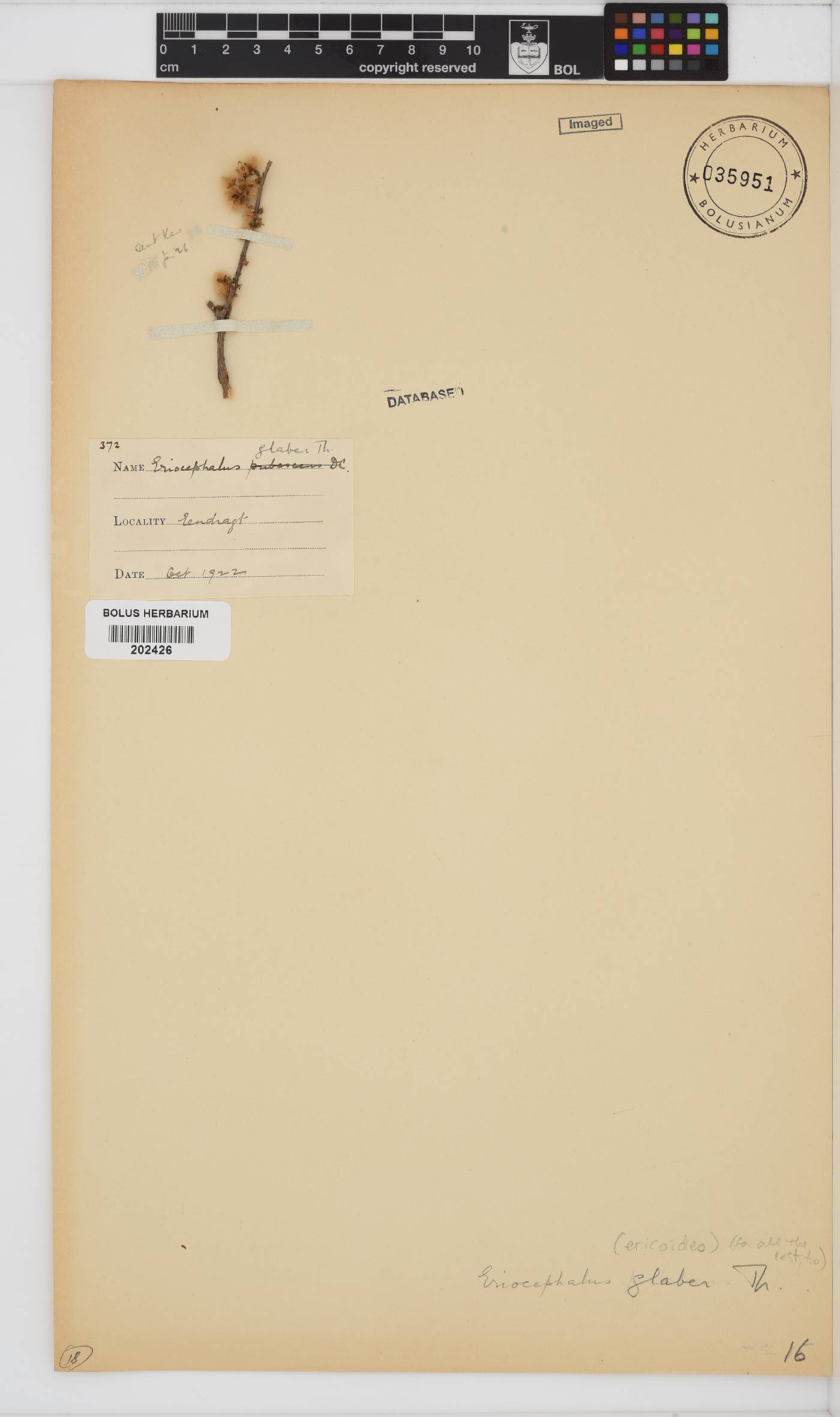 Eriocephalus ericoides subsp. ericoides image