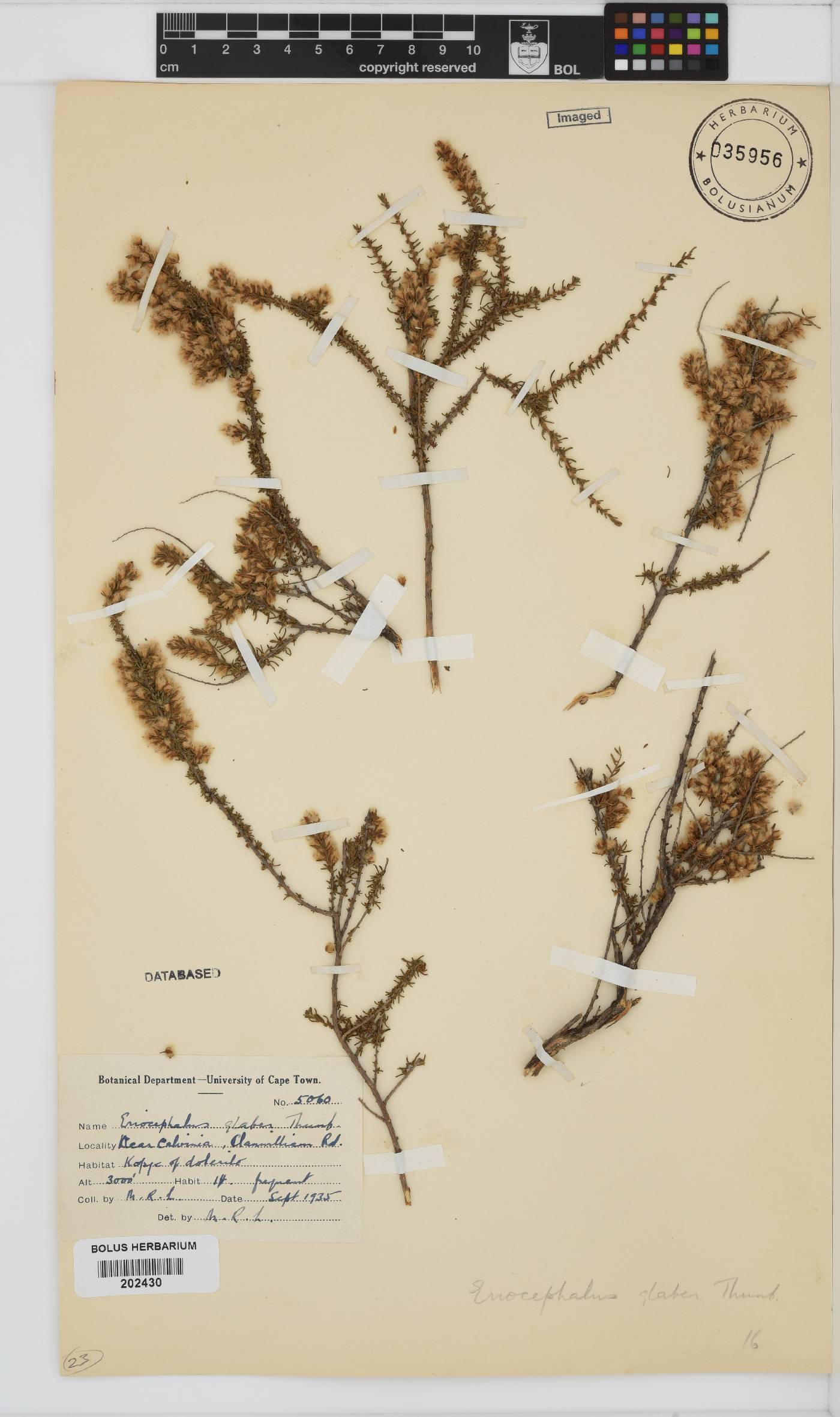 Eriocephalus ericoides subsp. ericoides image
