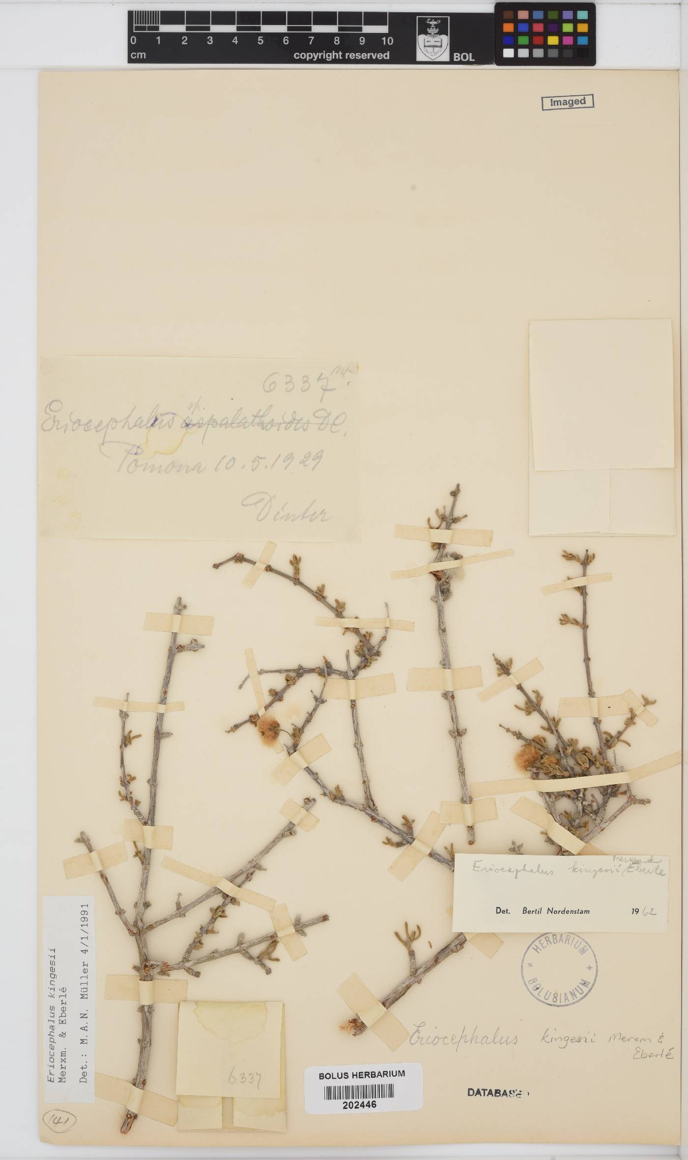 Eriocephalus kingesii image