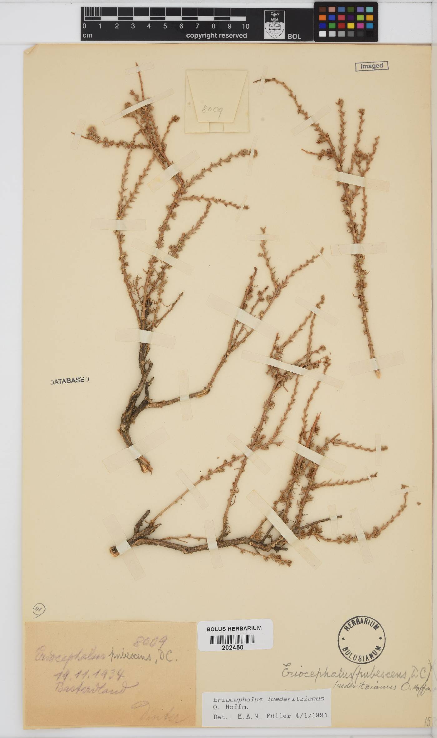 Eriocephalus luederitzianus image