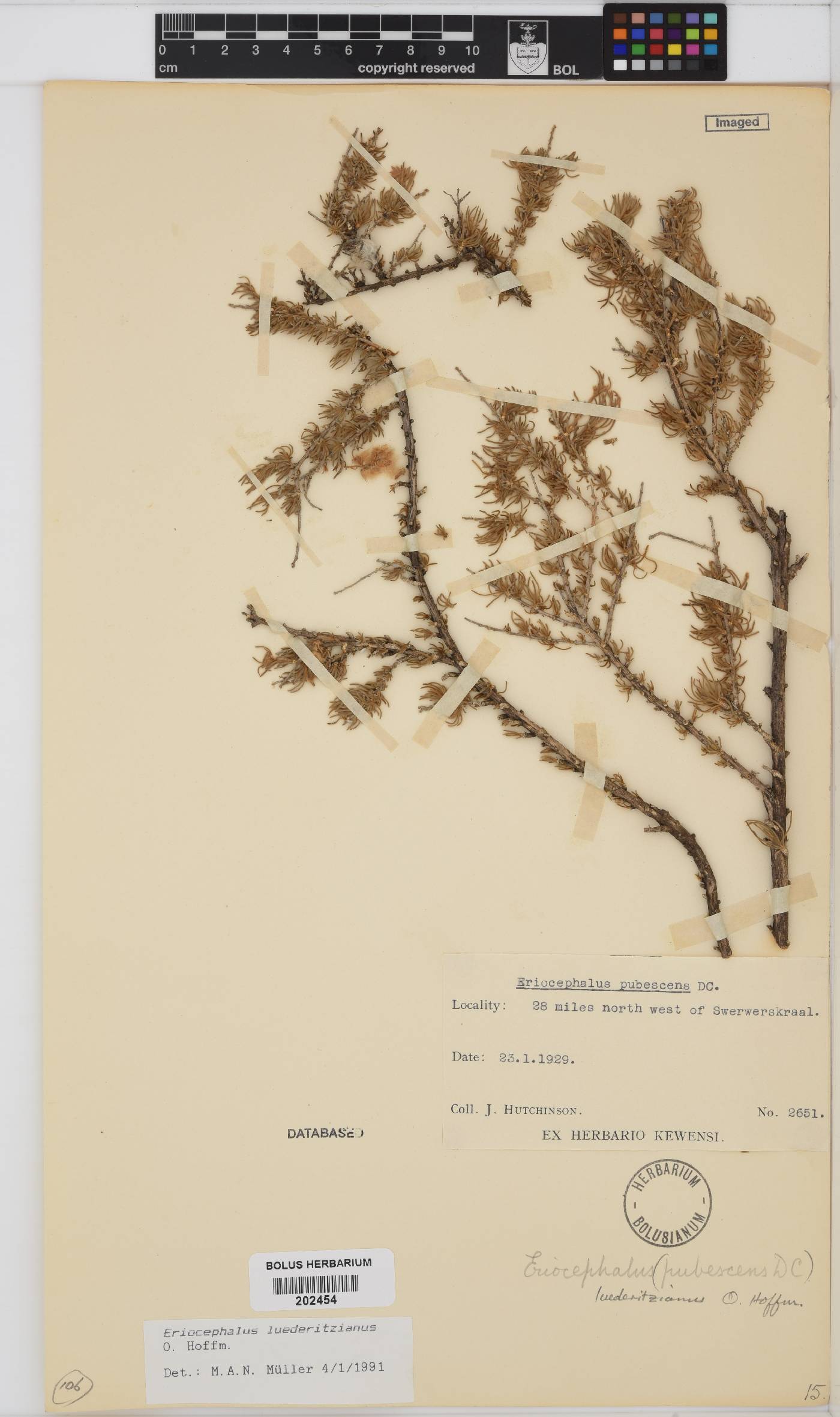 Eriocephalus luederitzianus image