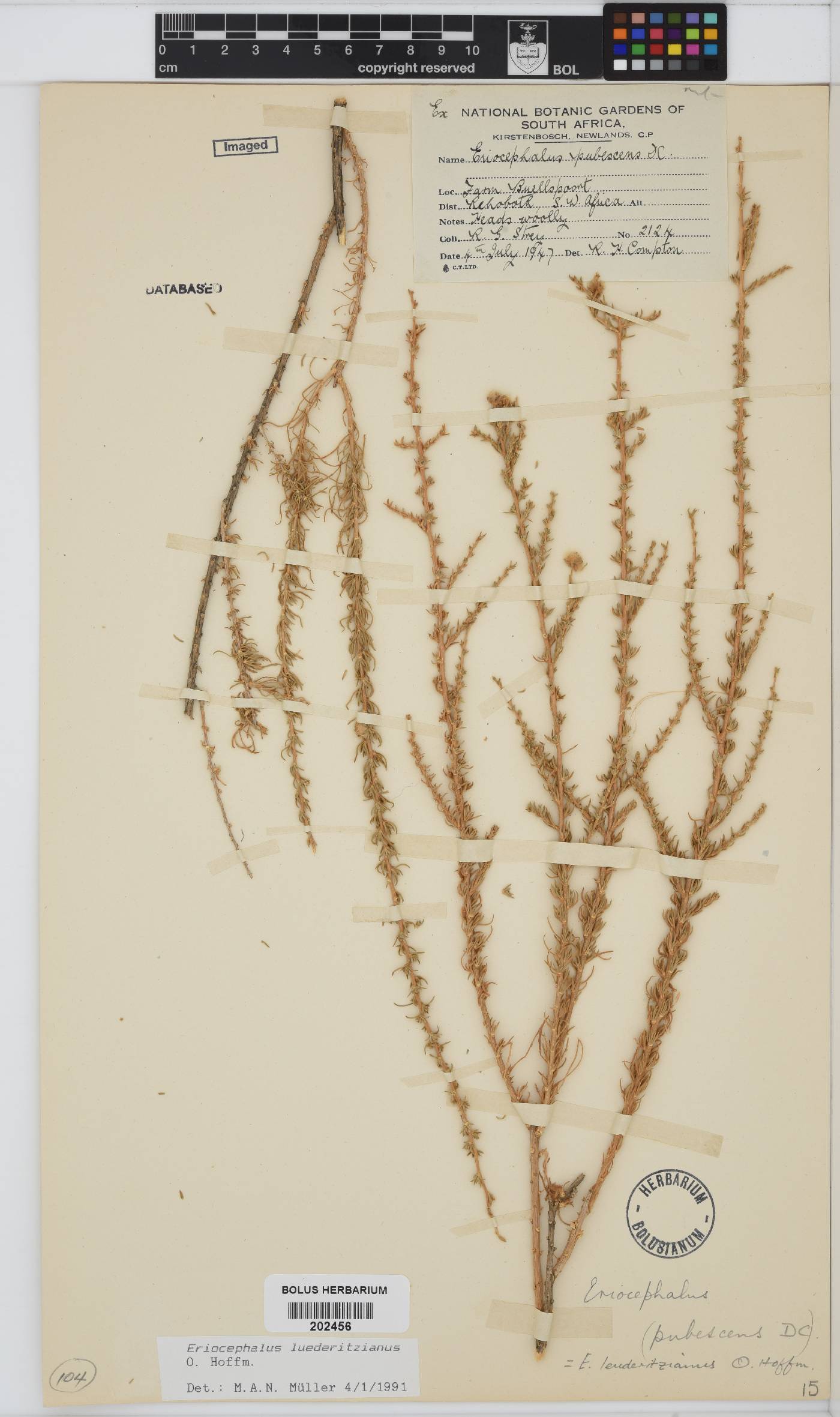 Eriocephalus luederitzianus image