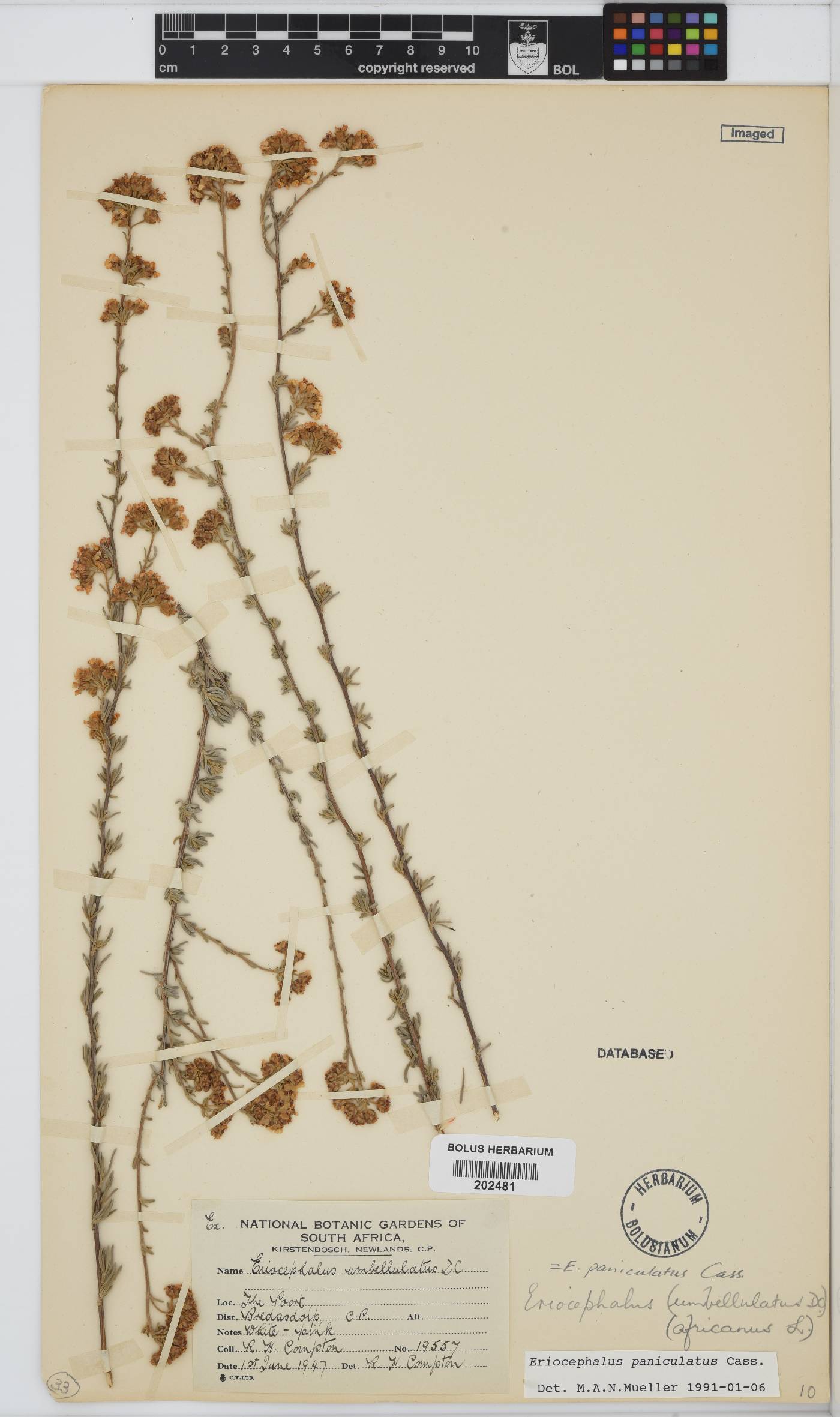 Eriocephalus image