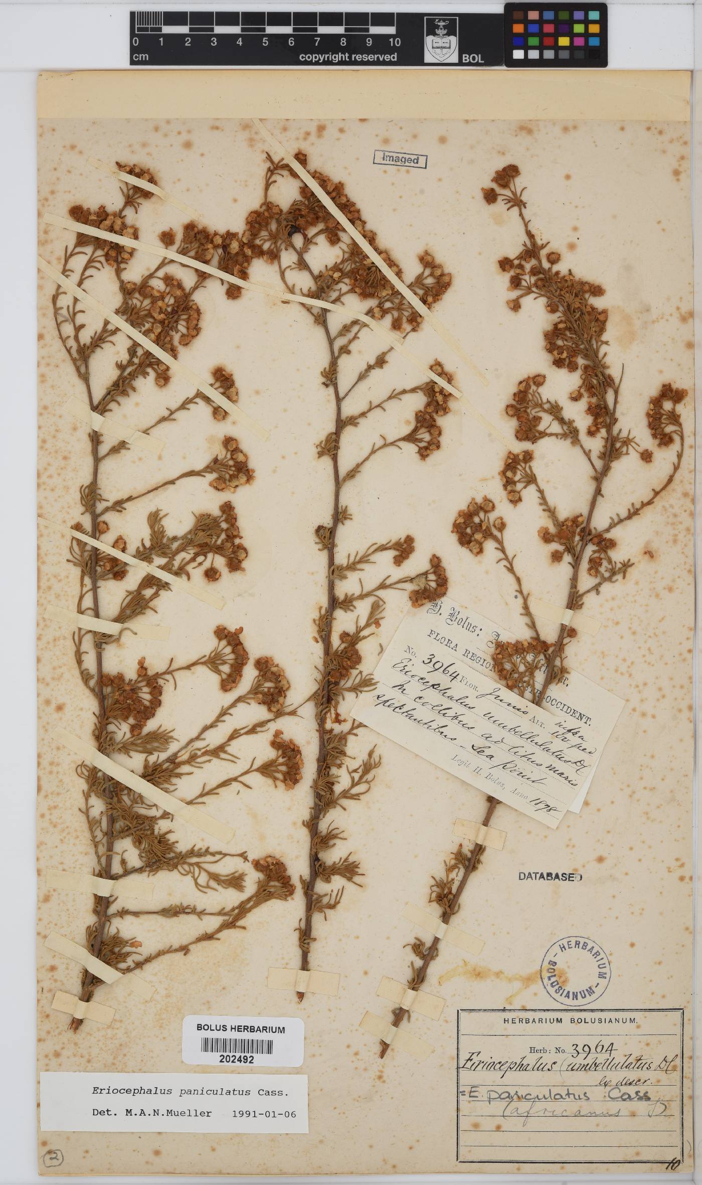 Eriocephalus africanus var. paniculatus image