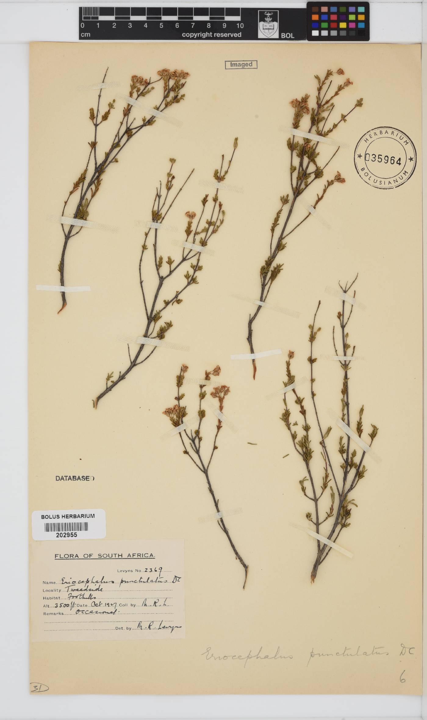 Eriocephalus punctulatus image