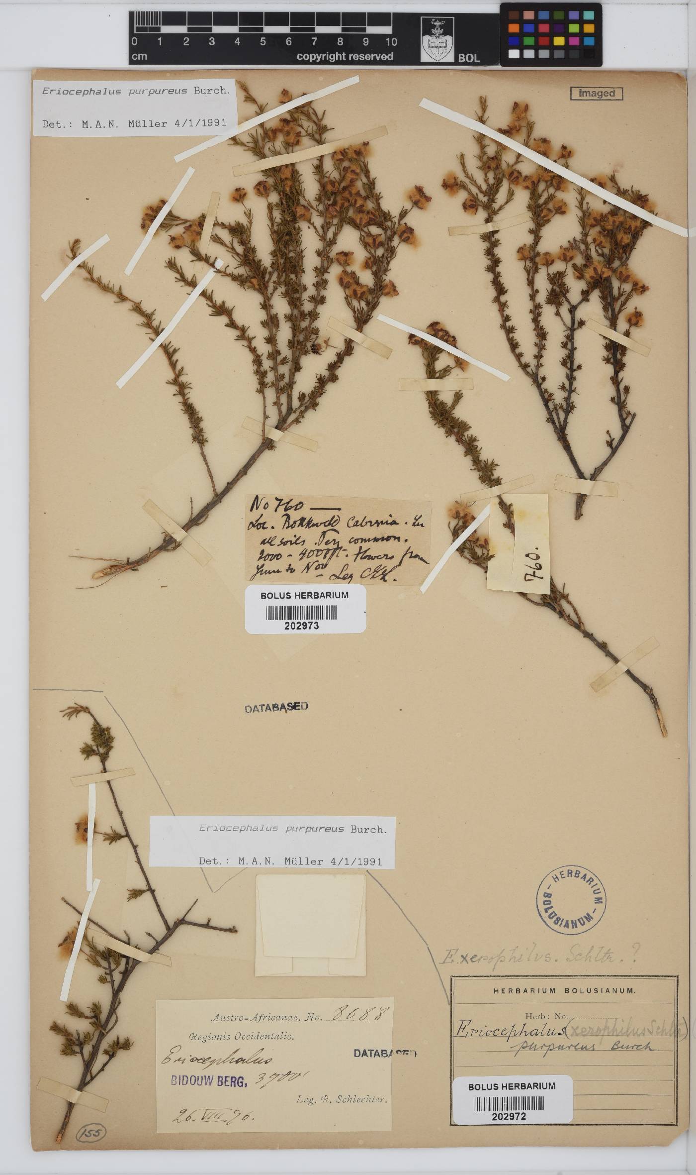 Eriocephalus purpureus image