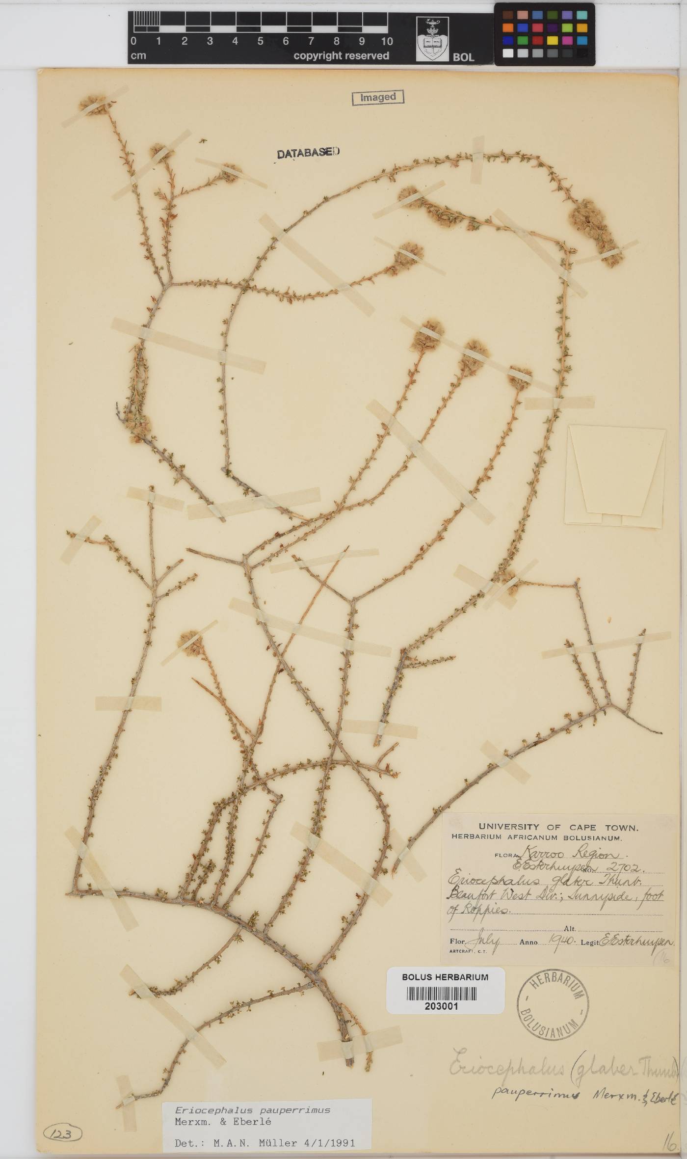 Eriocephalus pauperrimus image