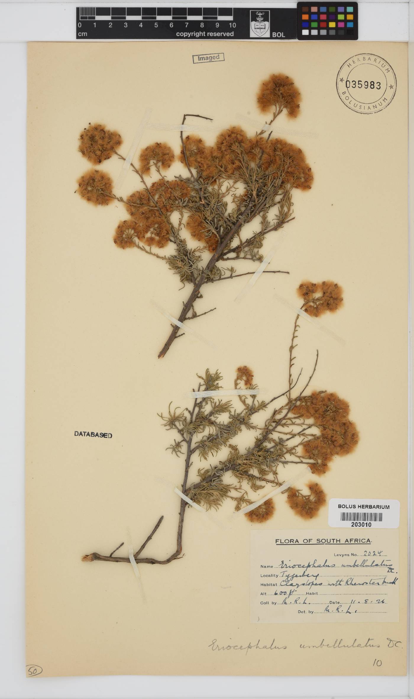 Eriocephalus africanus image