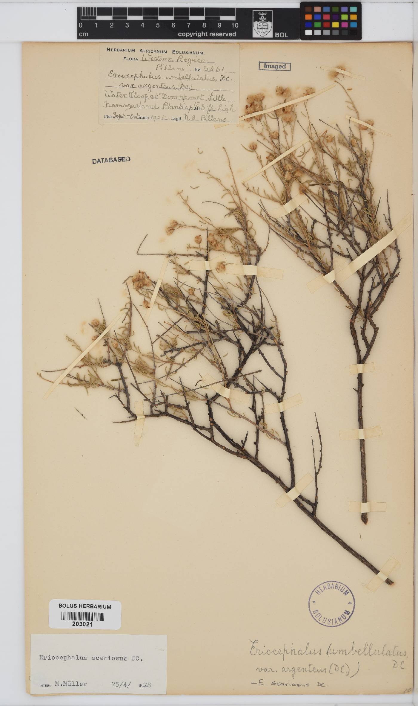 Eriocephalus scariosus image