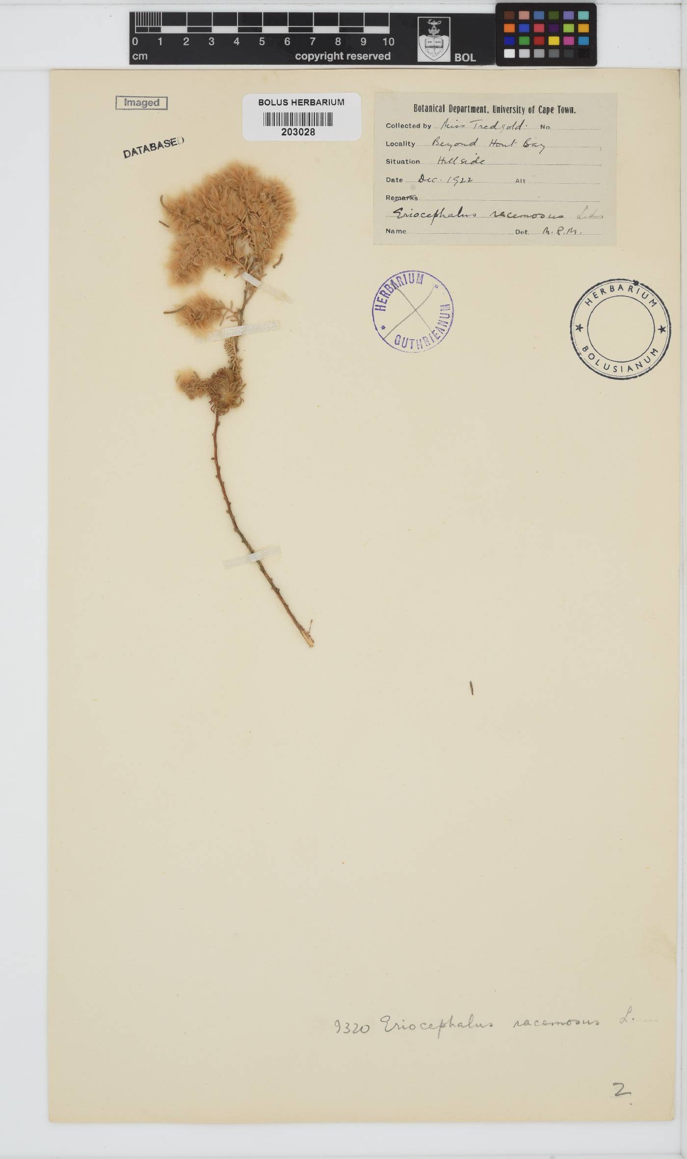 Eriocephalus racemosus image
