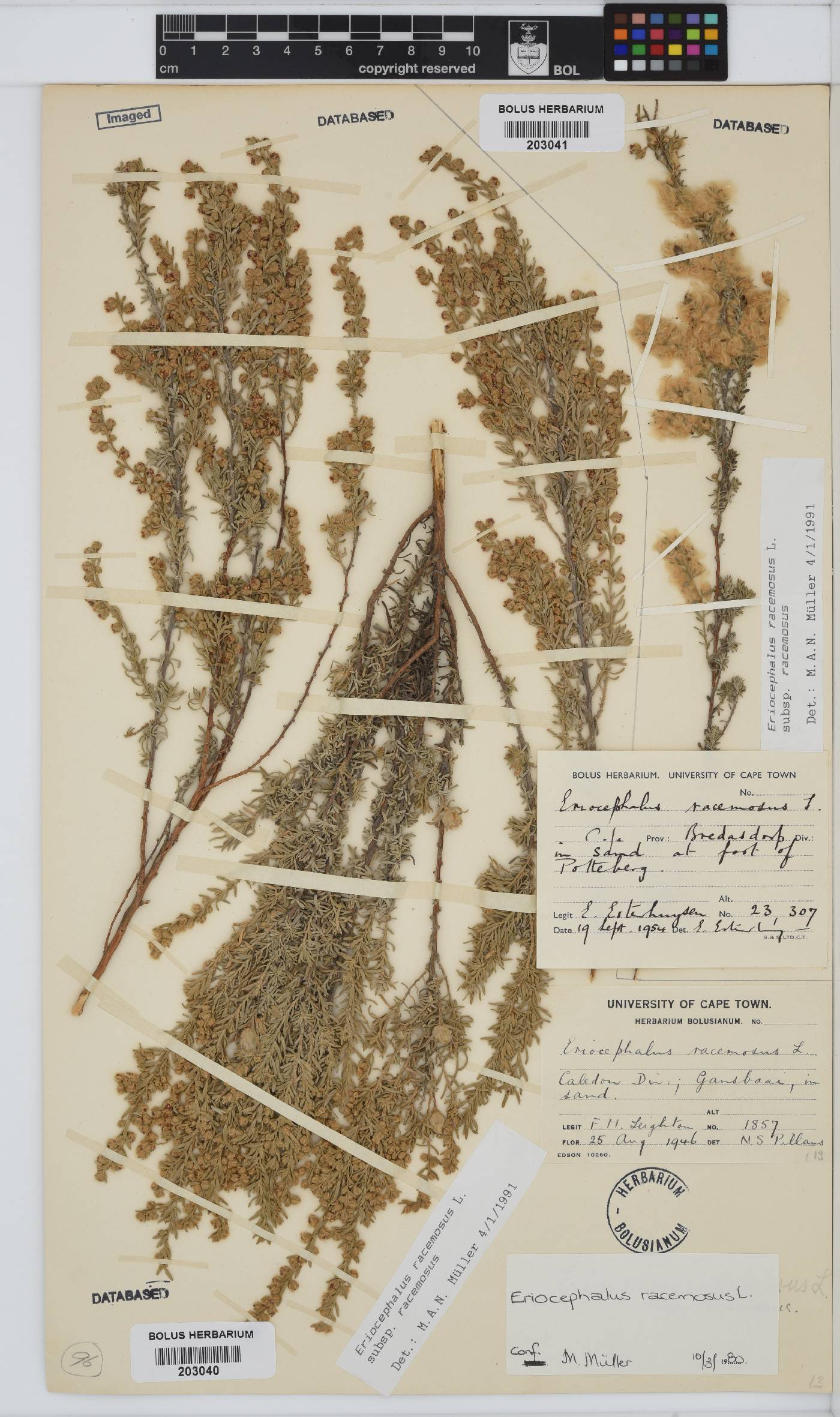 Eriocephalus racemosus var. racemosus image