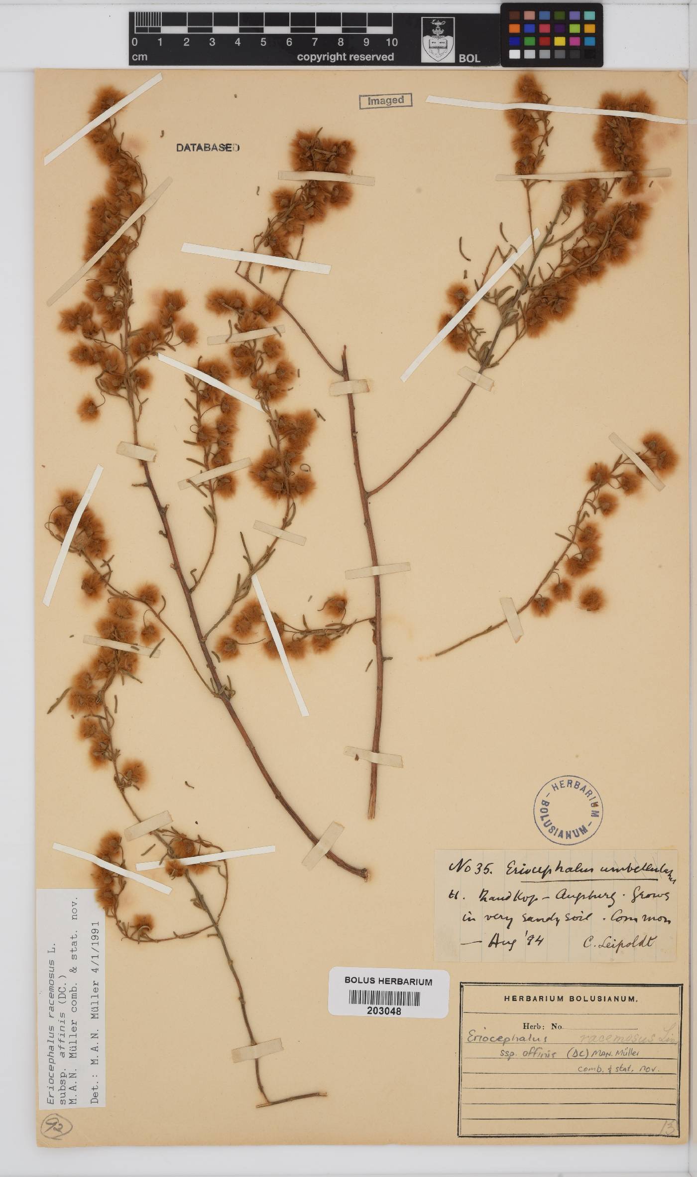 Eriocephalus racemosus var. affinis image