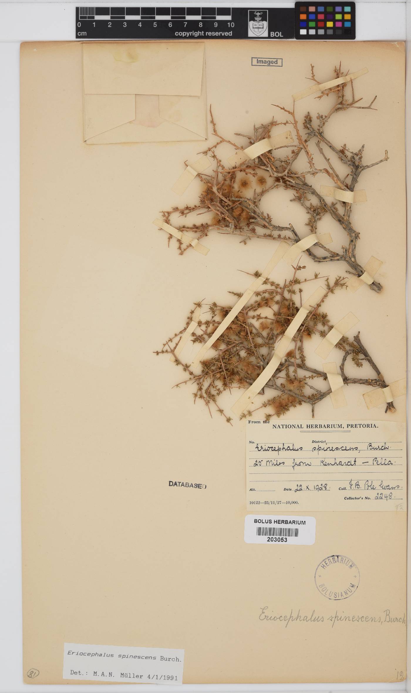 Eriocephalus spinescens image