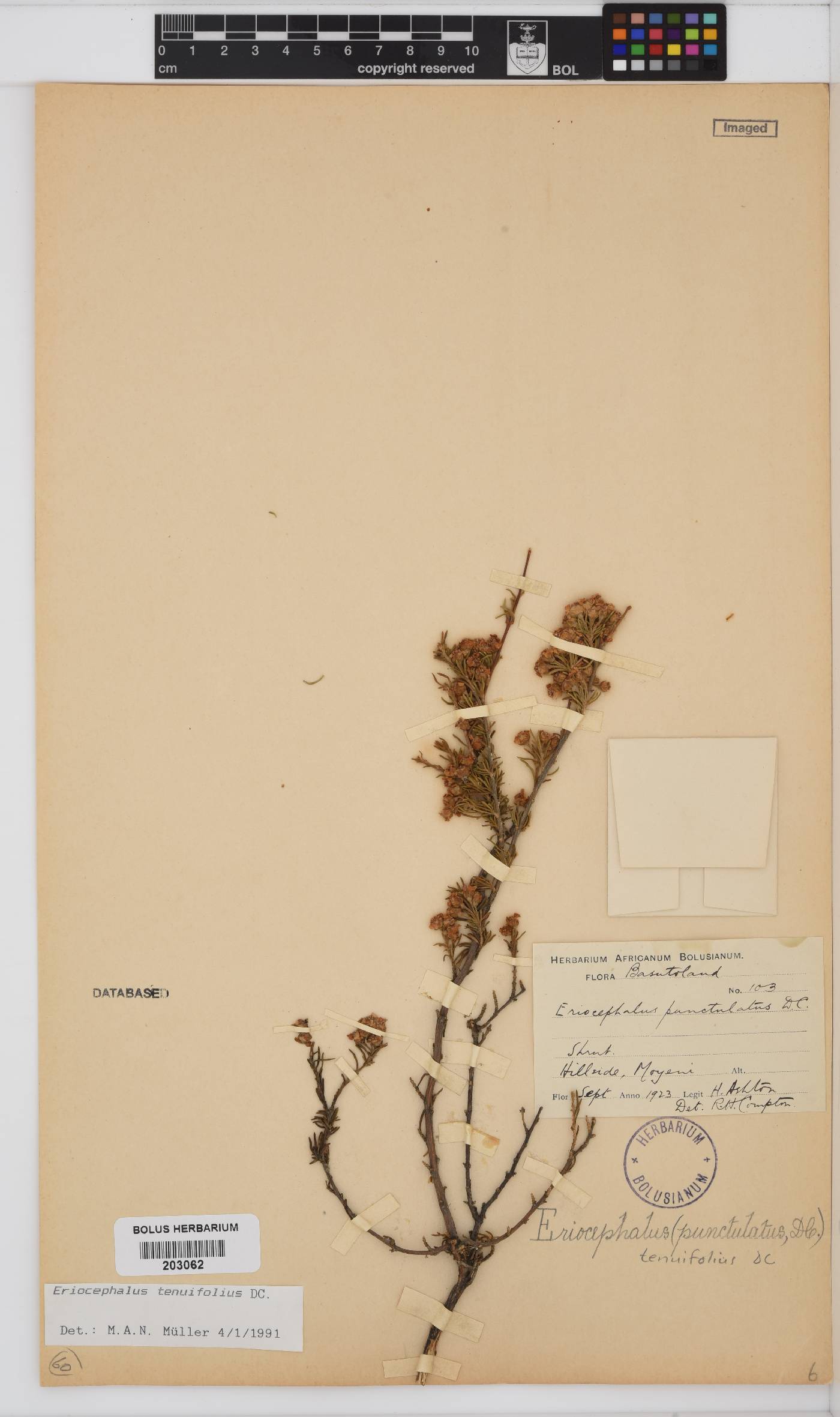 Eriocephalus tenuifolius image