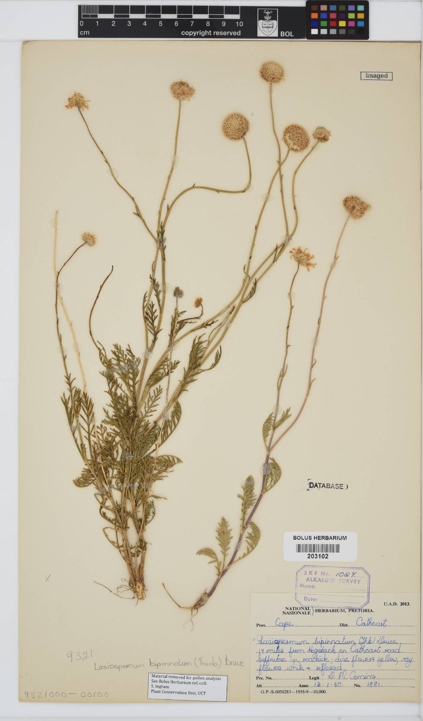 Lasiospermum image